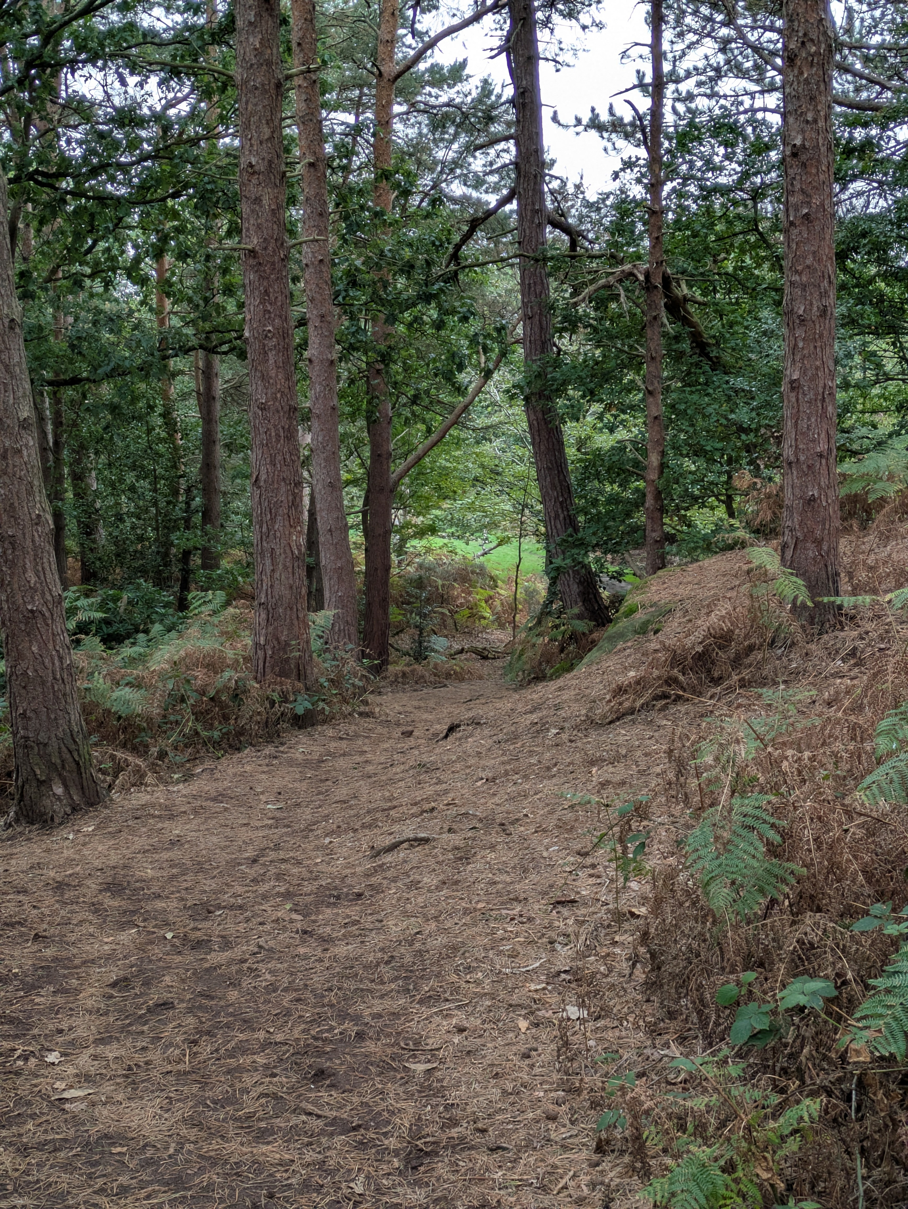 A dirt path winds through a dense forest of tall trees and green underbrush.