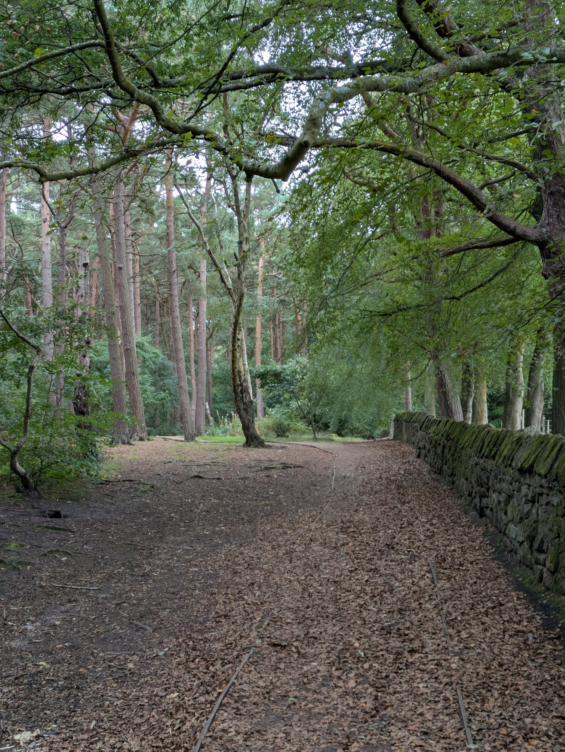 A quiet forest path covered with fallen leaves runs alongside an old stone wall beneath a canopy of trees.