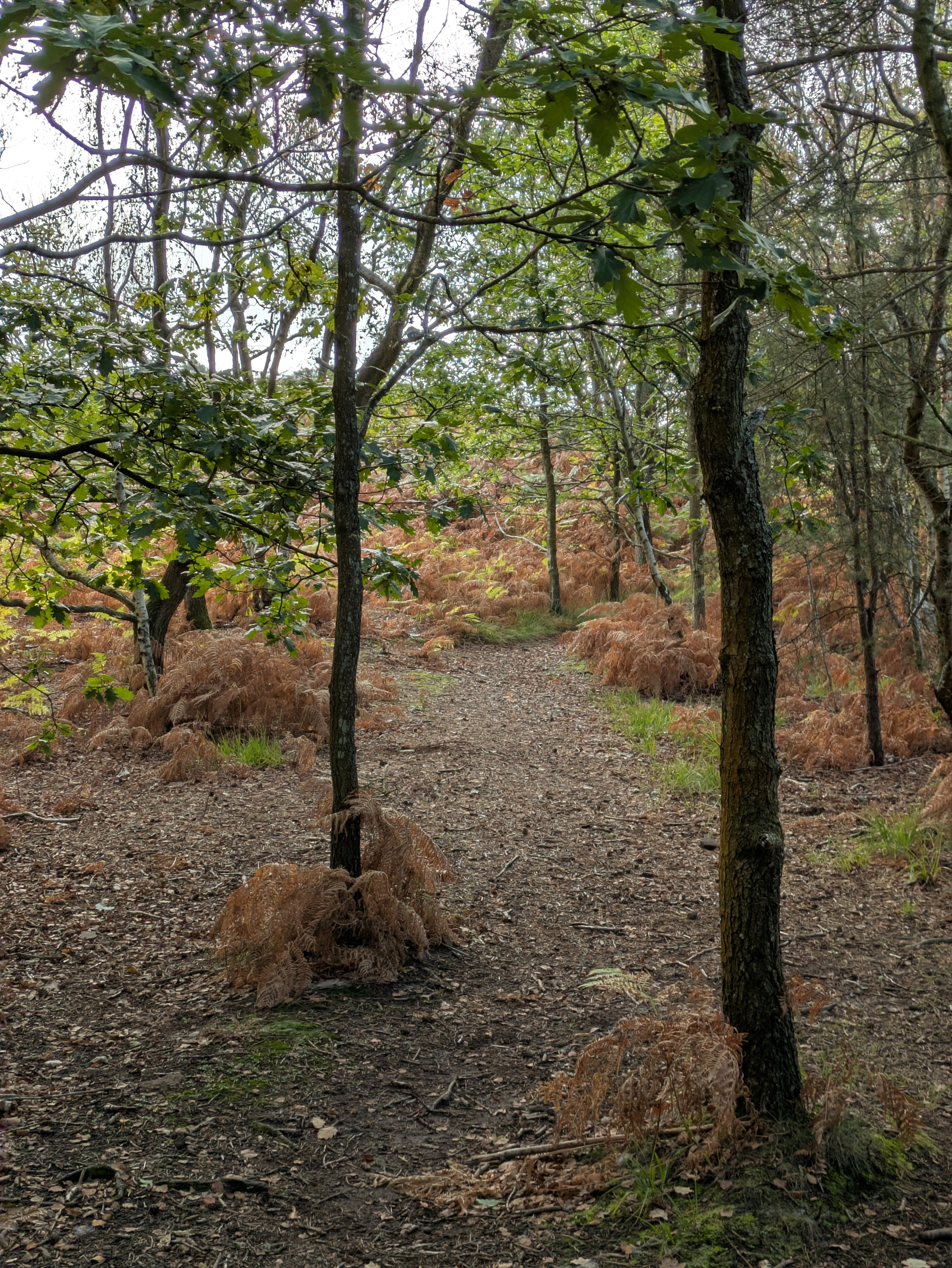 A narrow dirt path winds through a forested area with trees and dry brown ferns scattered on the ground.