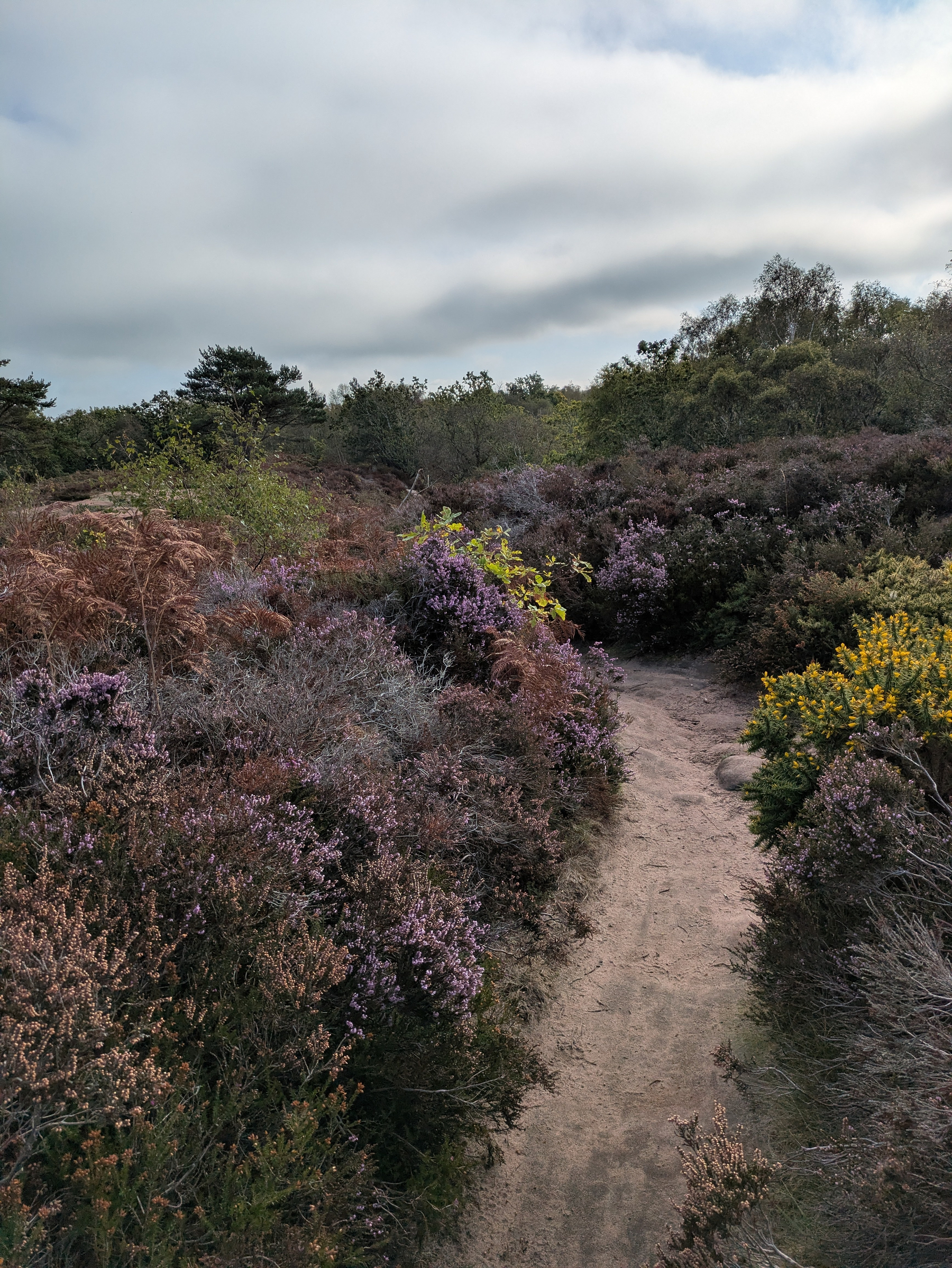 A narrow dirt path winds through a landscape filled with various shrubs and flowering plants under a cloudy sky.