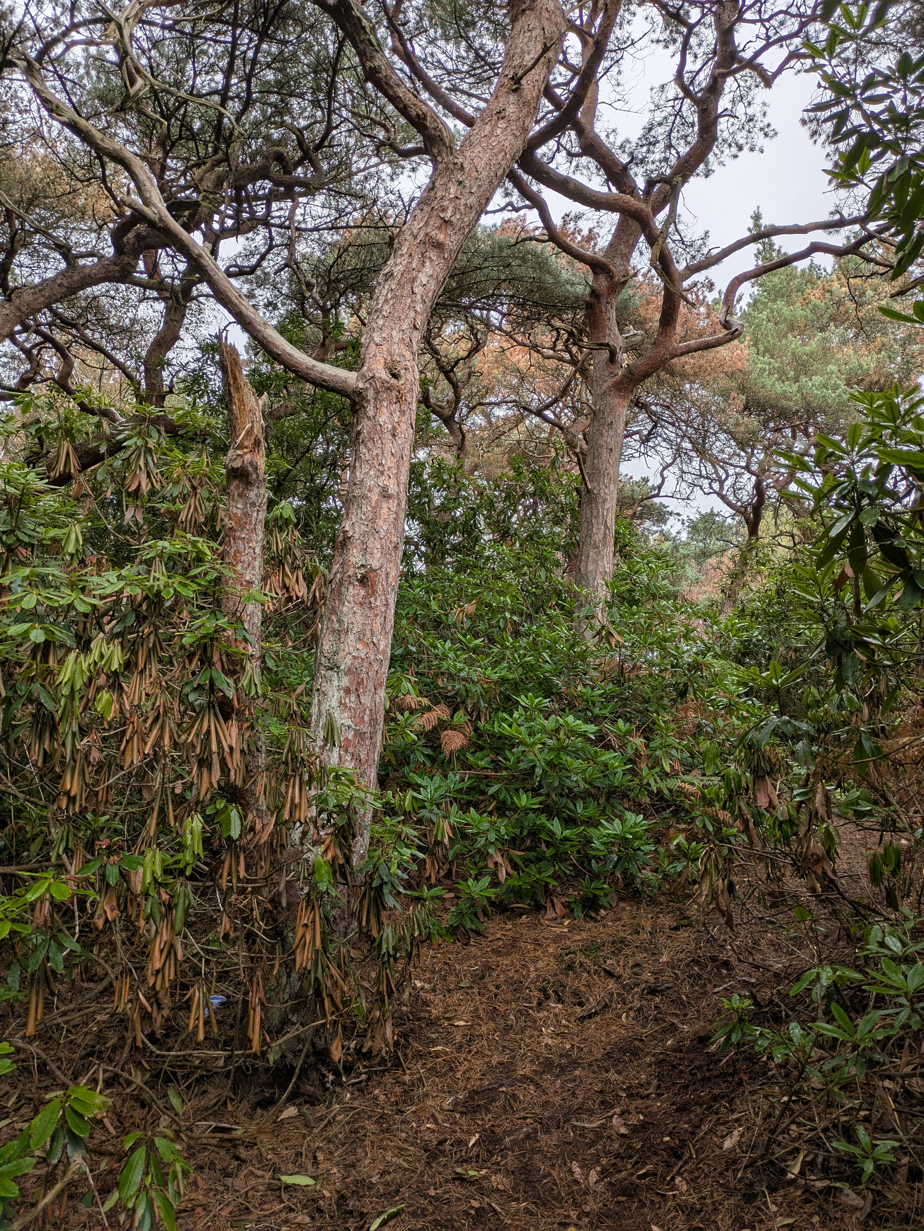 A dense forest area with tall trees and thick underbrush surrounding a narrow dirt path.