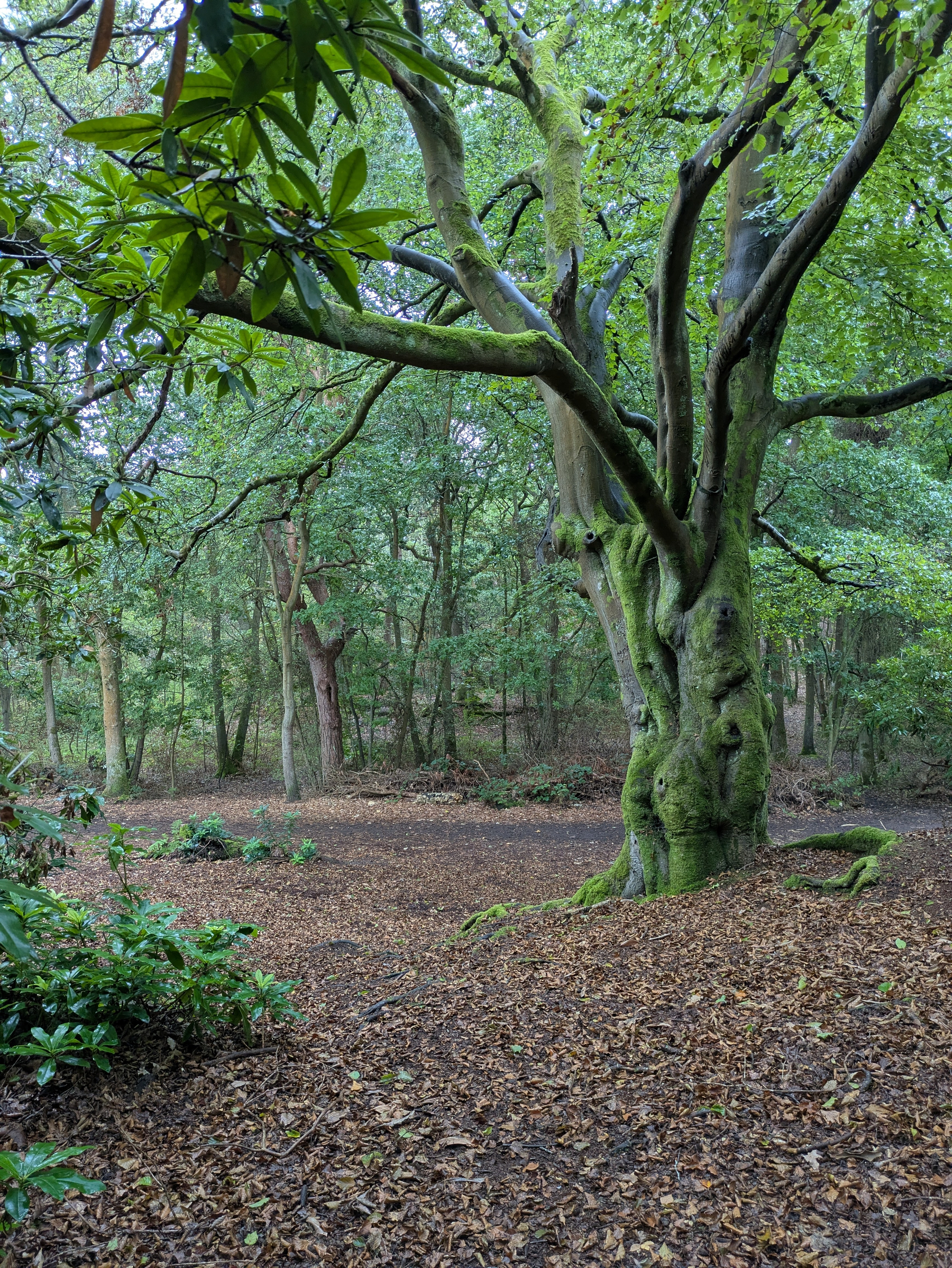 A large moss-covered tree stands prominently in a serene forest clearing surrounded by fallen leaves and dense greenery.