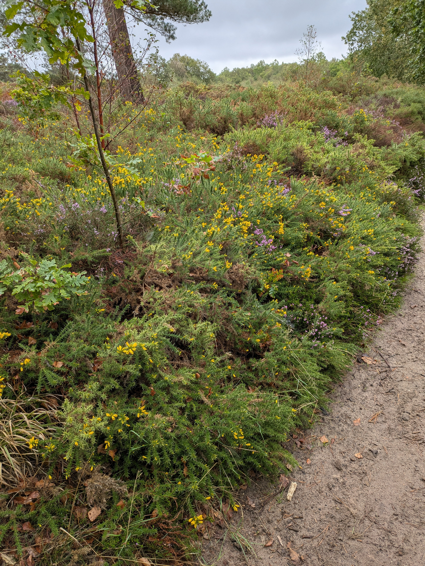 A dirt path runs alongside dense green shrubs with small yellow and purple flowers in a natural, wooded area.