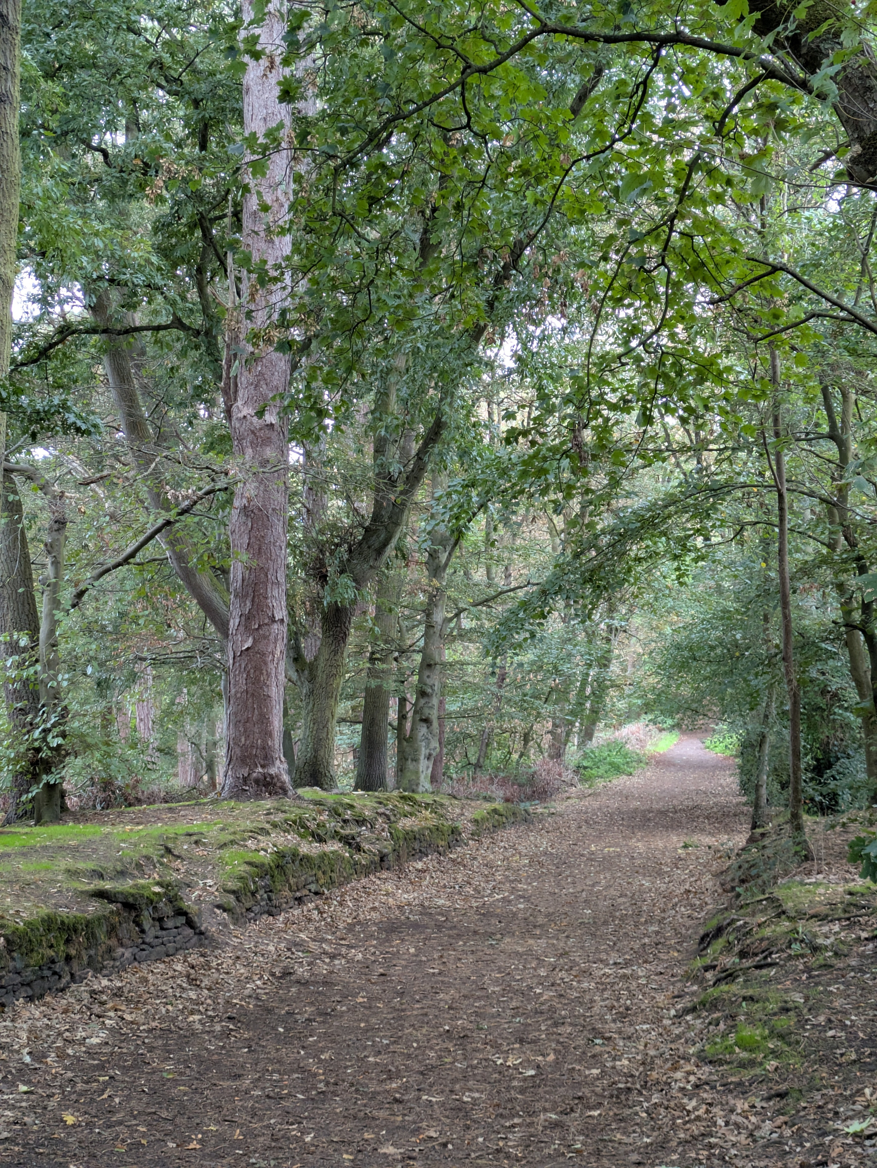 A dirt pathway winds through a dense forest with tall trees and green foliage overhead.