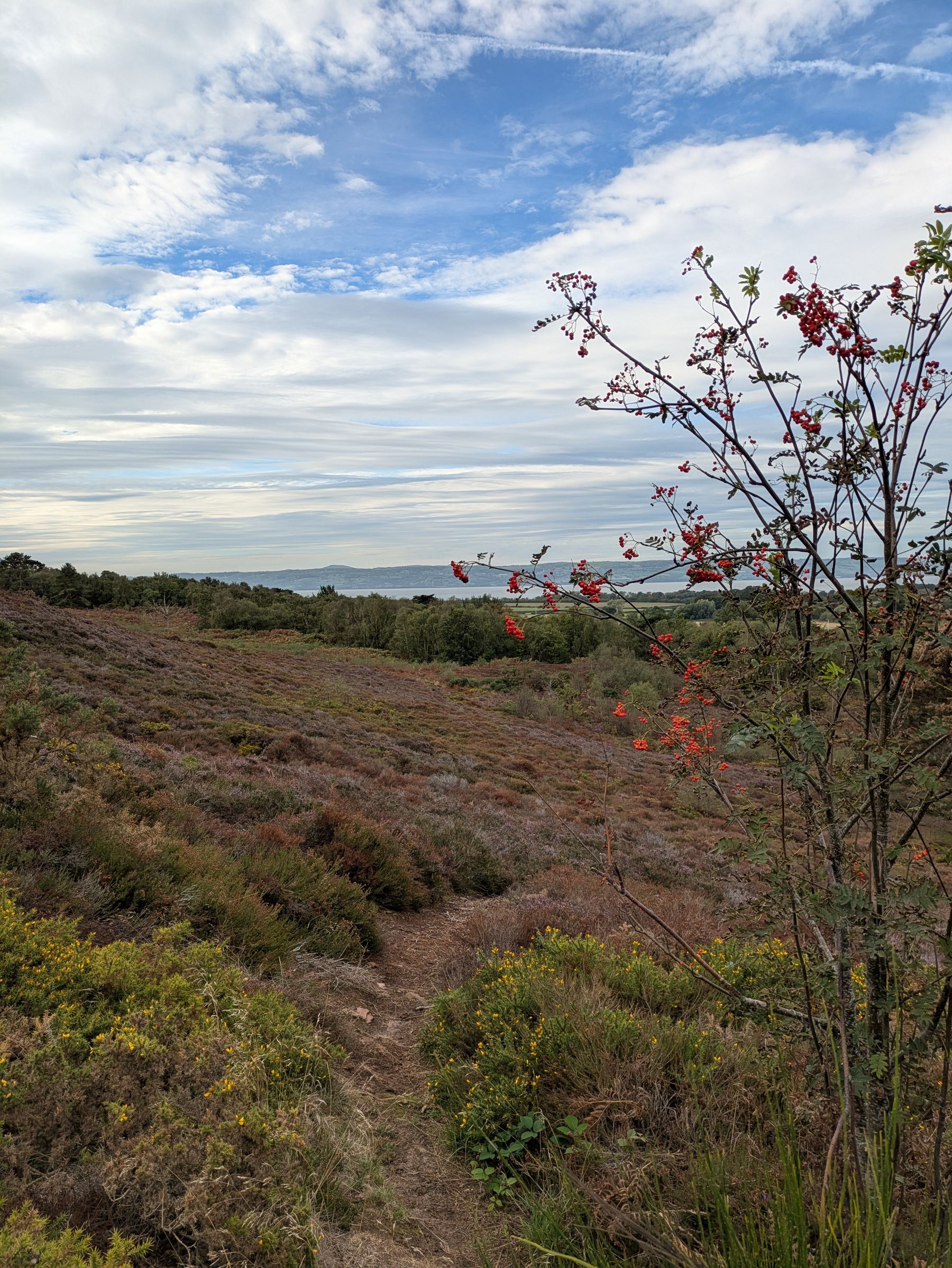 A narrow dirt path winds through a lush landscape of heather and bushes under a partly cloudy sky with a tree bearing red berries in the foreground.