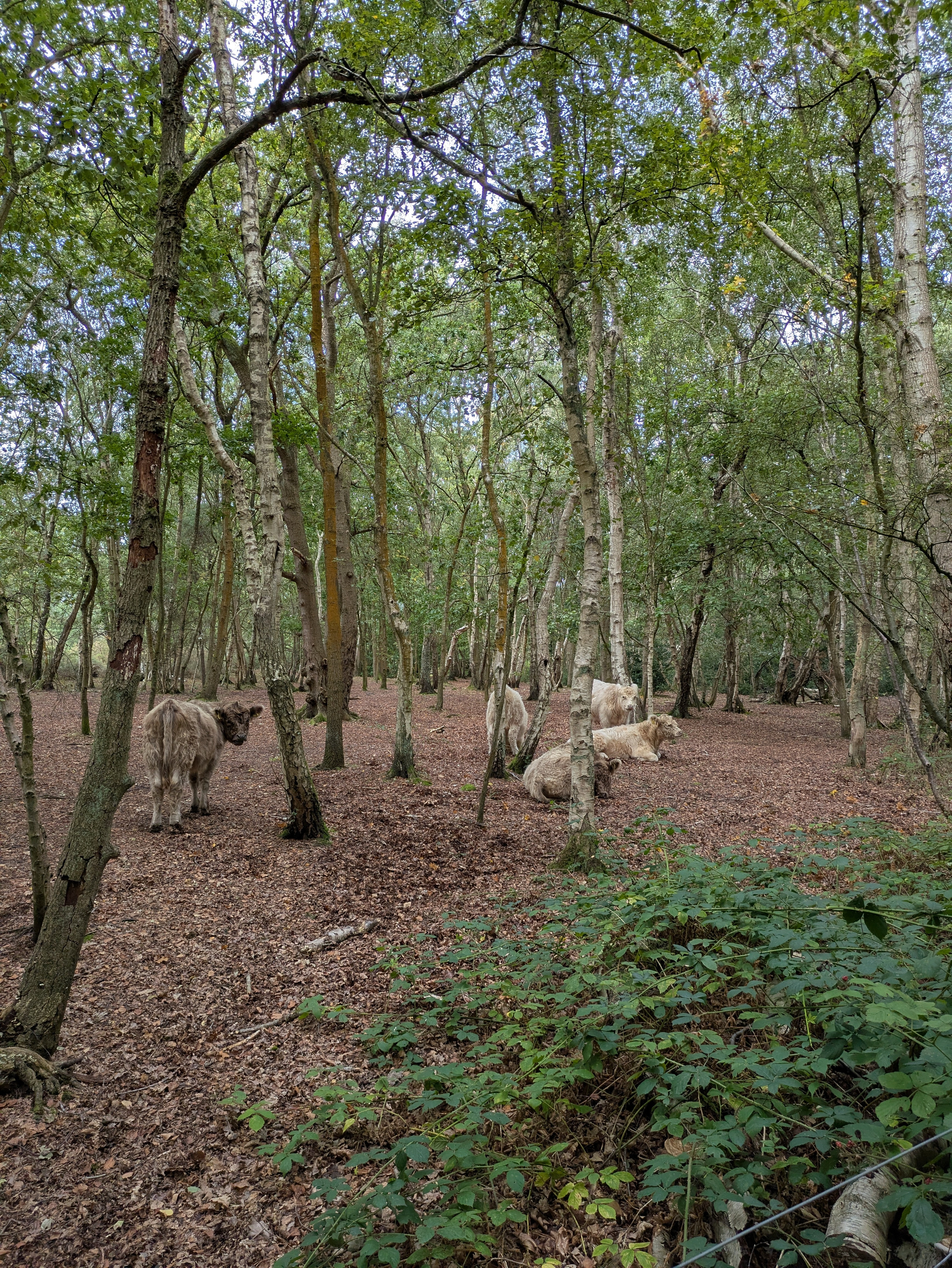 A group of cows is resting and standing among the trees in a forested area with a leafy ground cover.