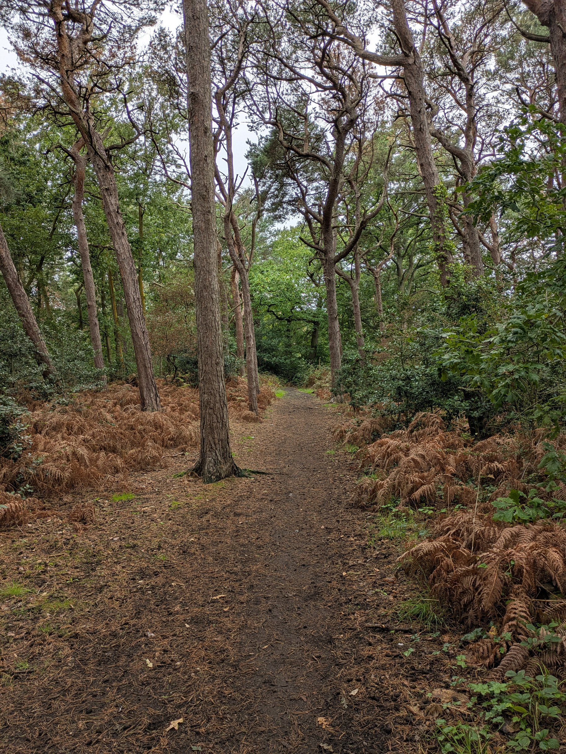 A dirt path winds through a forest with tall trees and brown ferns on either side.