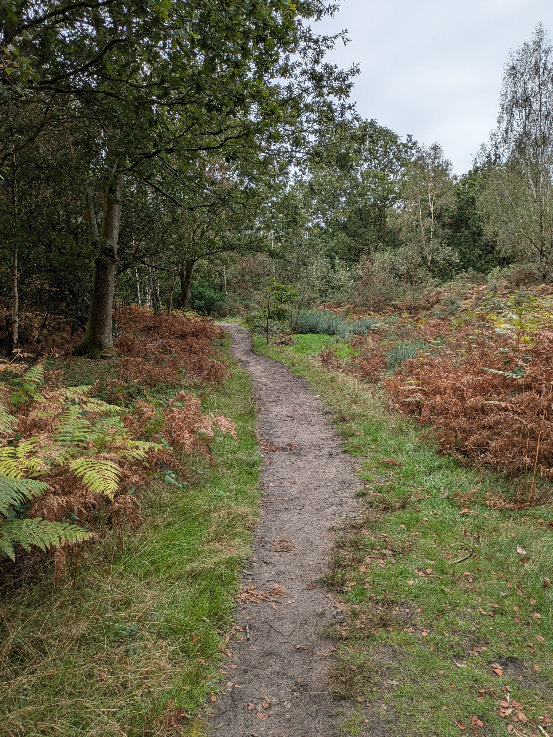 A narrow dirt path winds through a forested area with green and brown ferns and trees under a cloudy sky.