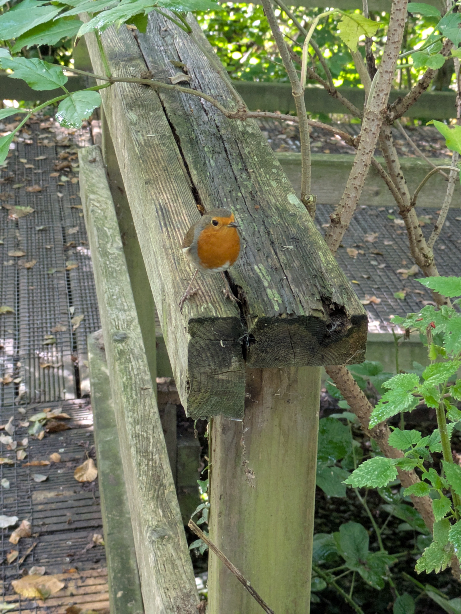 A robin is perched on a weathered wooden railing surrounded by green foliage.