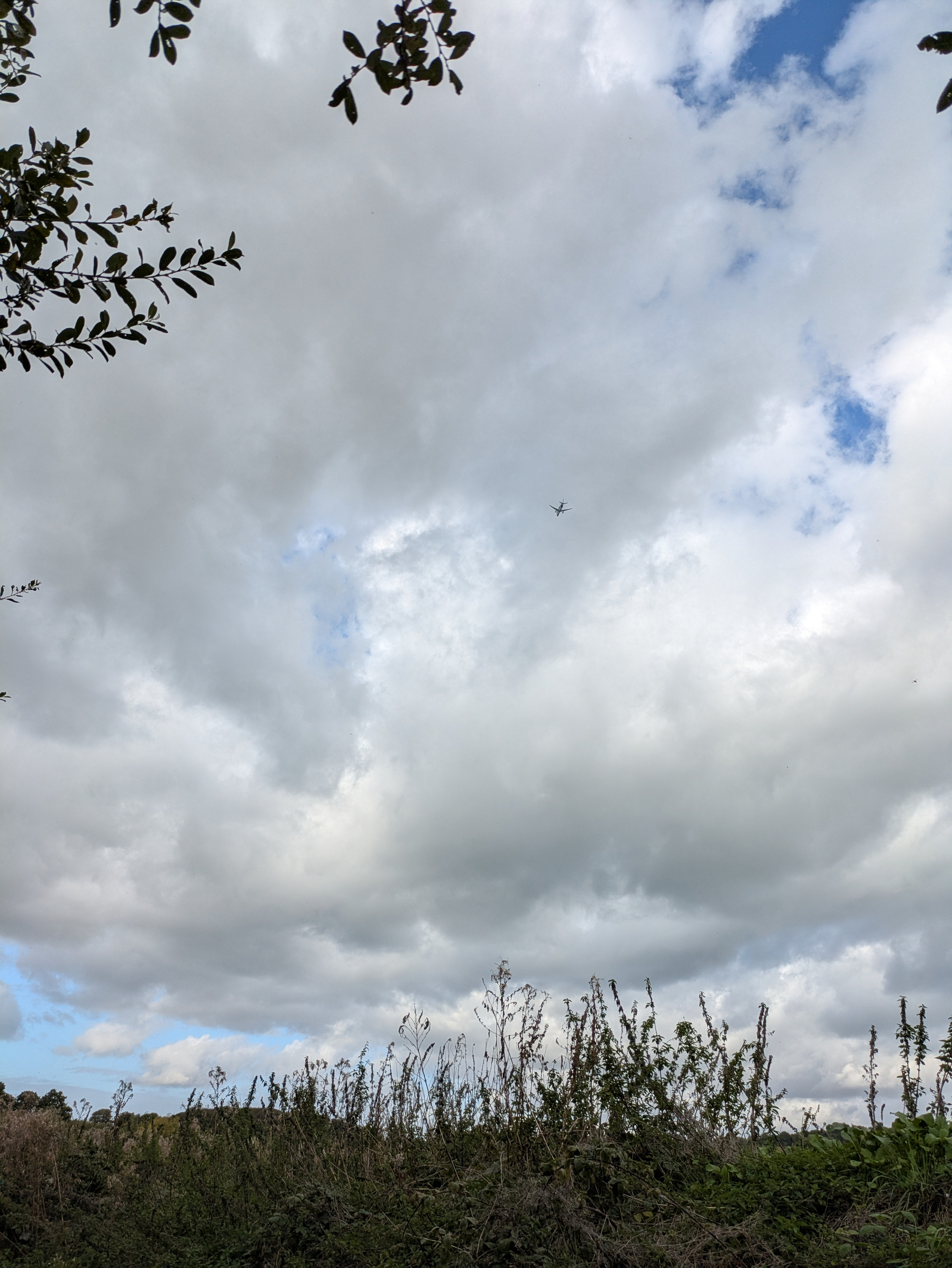 A plane is flying high in a cloudy sky above tall grass and plants with tree branches framing the scene.