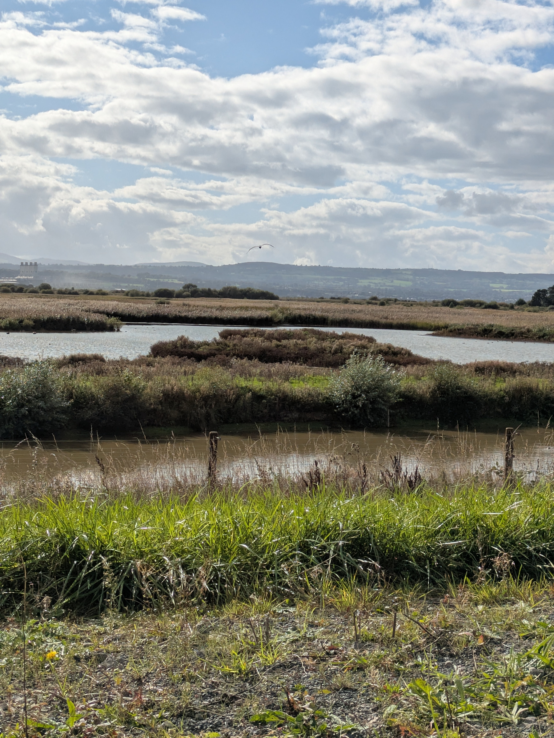 A tranquil landscape features grassy banks, marshy wetlands, and calm water under a partly cloudy sky with distant hills on the horizon. Heron coming in to land. 