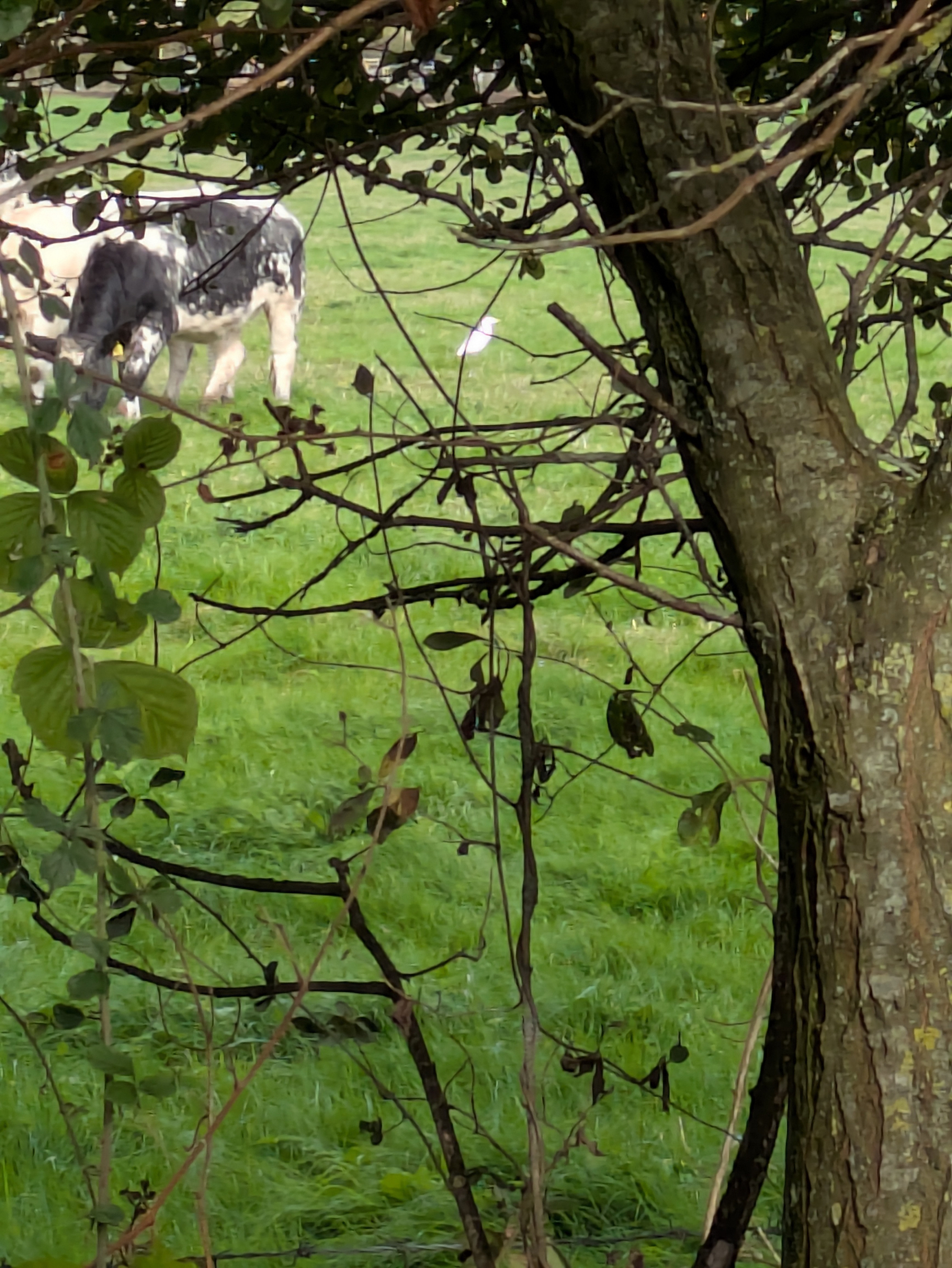 A black and white cow is grazing on green grass behind a tree with branches and leaves in the foreground. White bird to the right of the cow. 