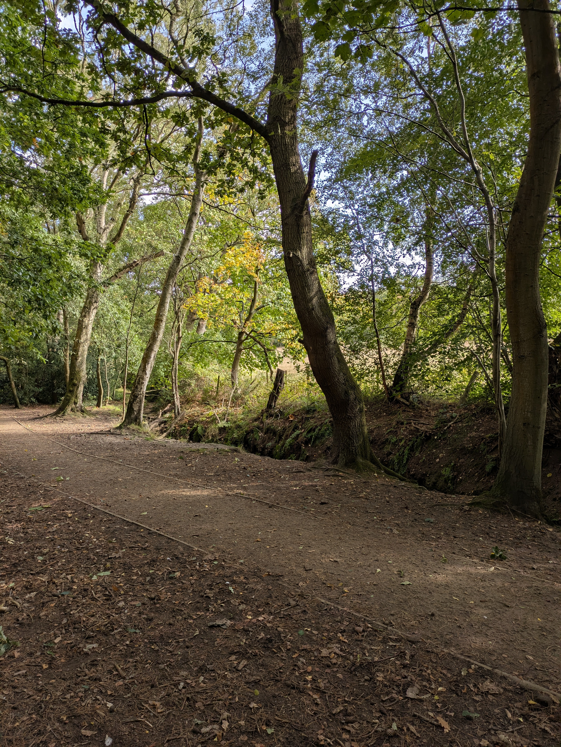 A dirt path winds through a forested area with tall trees and green foliage under a partly cloudy sky.