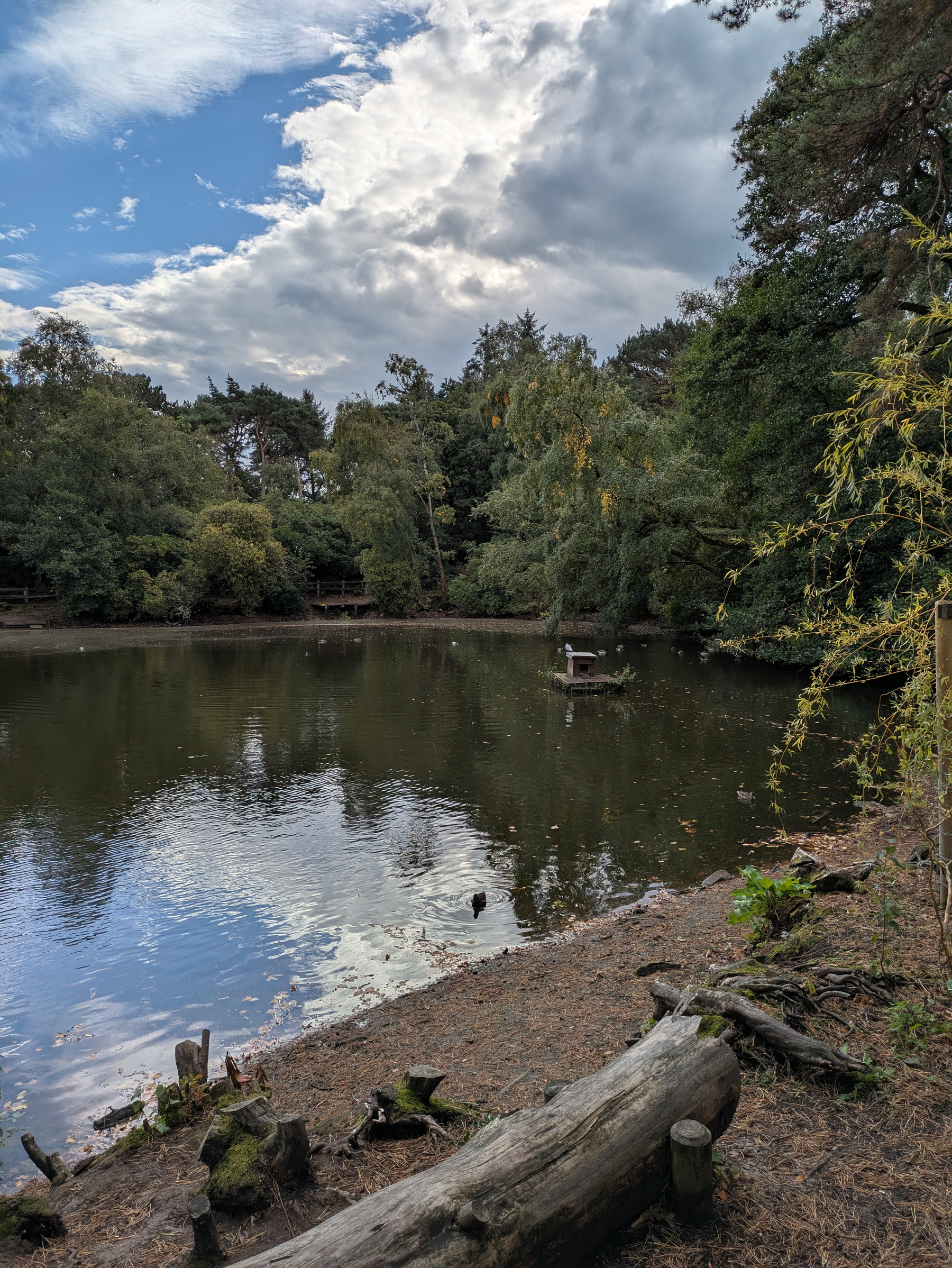 A tranquil pond surrounded by dense trees under a partly cloudy sky reflecting on the water is depicted.