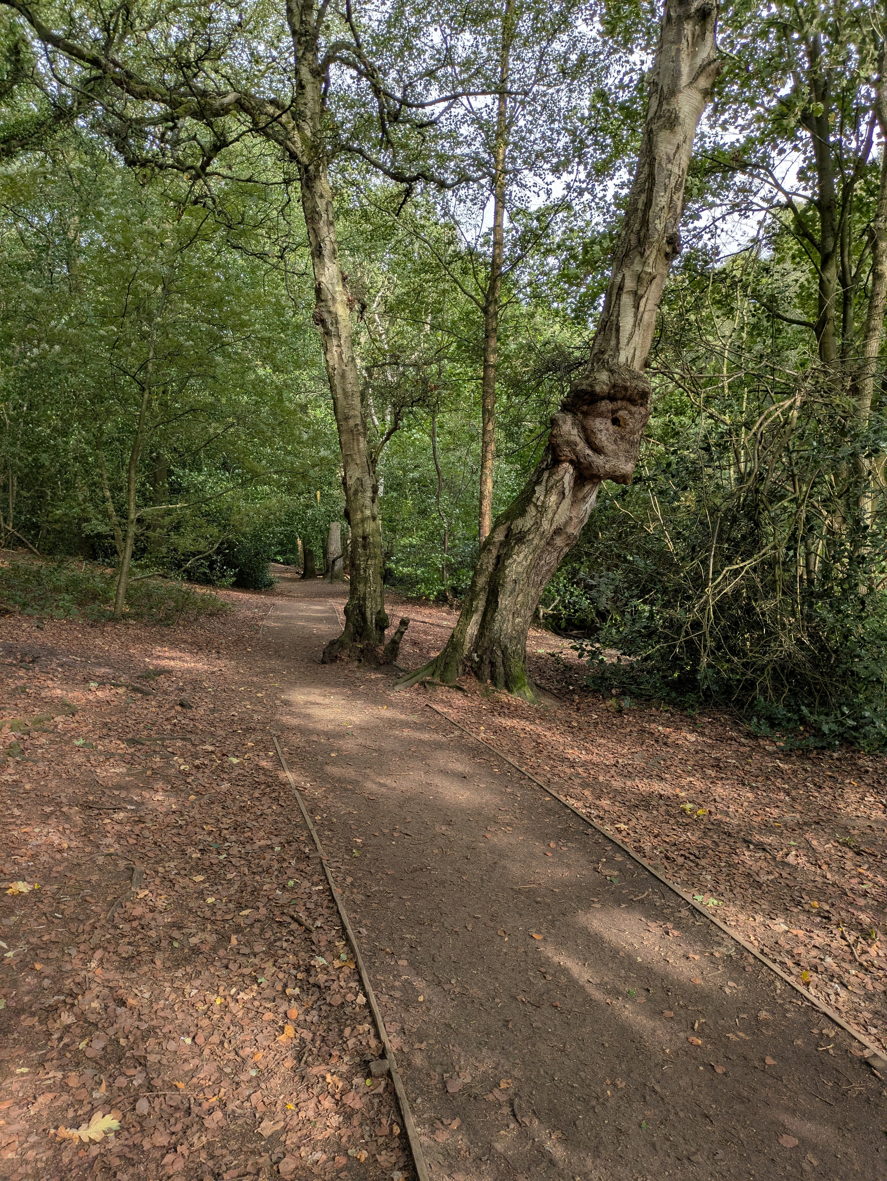 A dirt pathway winds through a wooded area with tall trees, including one with a large knotted growth on its trunk.