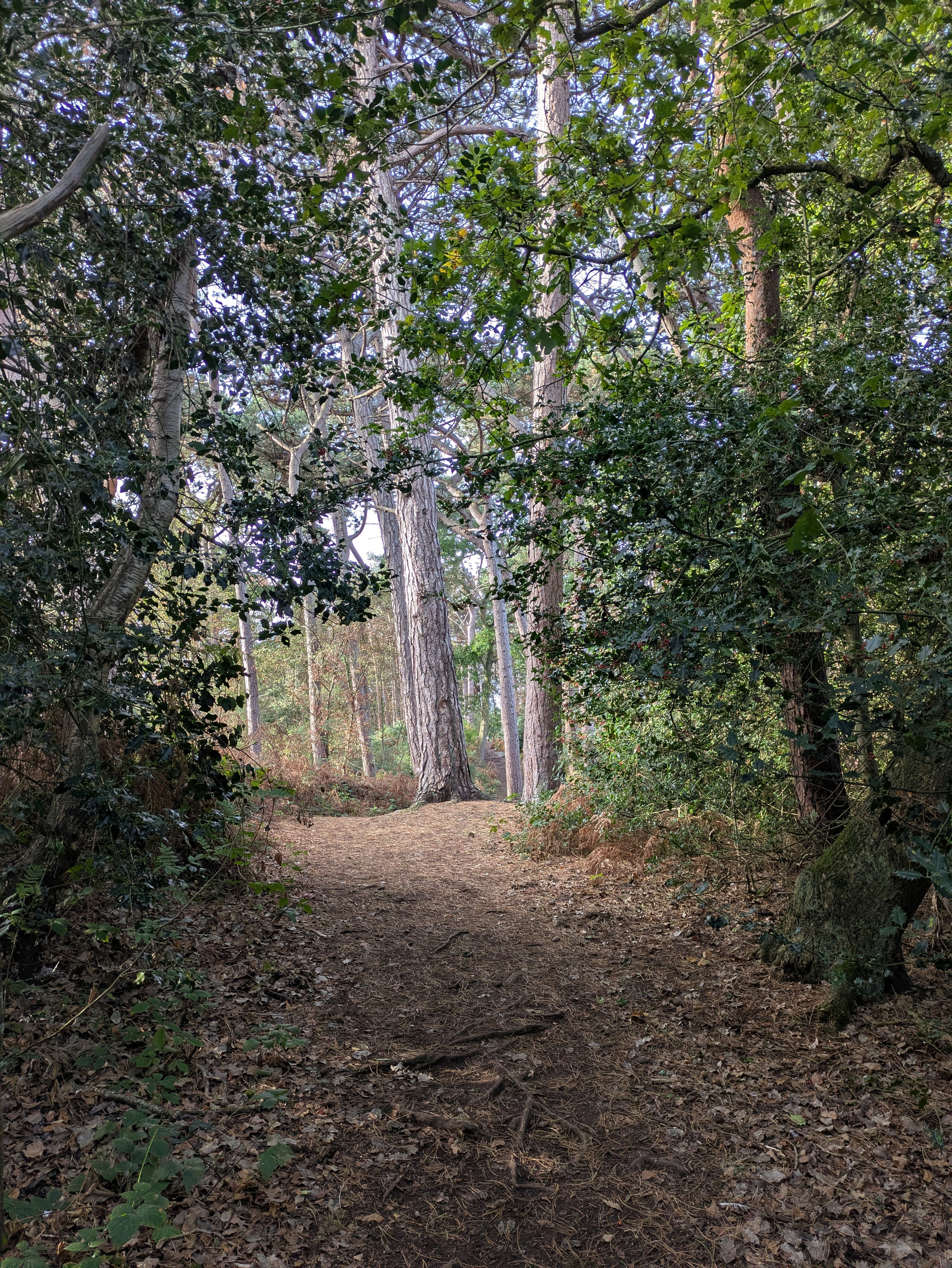 A dirt path winds through a forest filled with tall trees and dense green foliage.