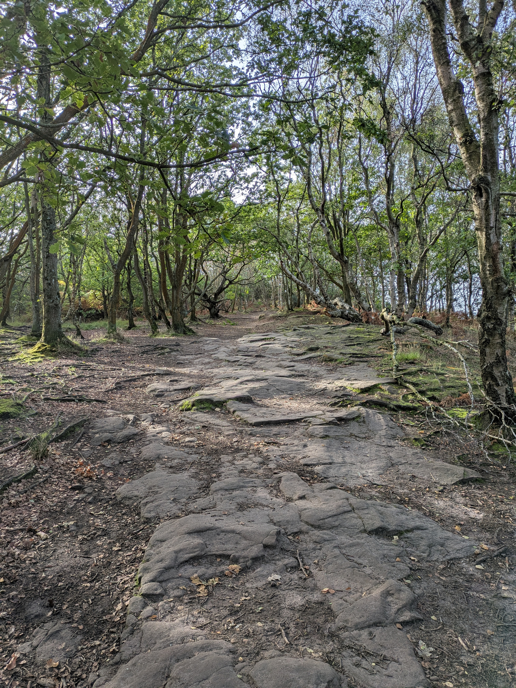A rocky forest path is surrounded by green-leaved trees under a partly cloudy sky.
