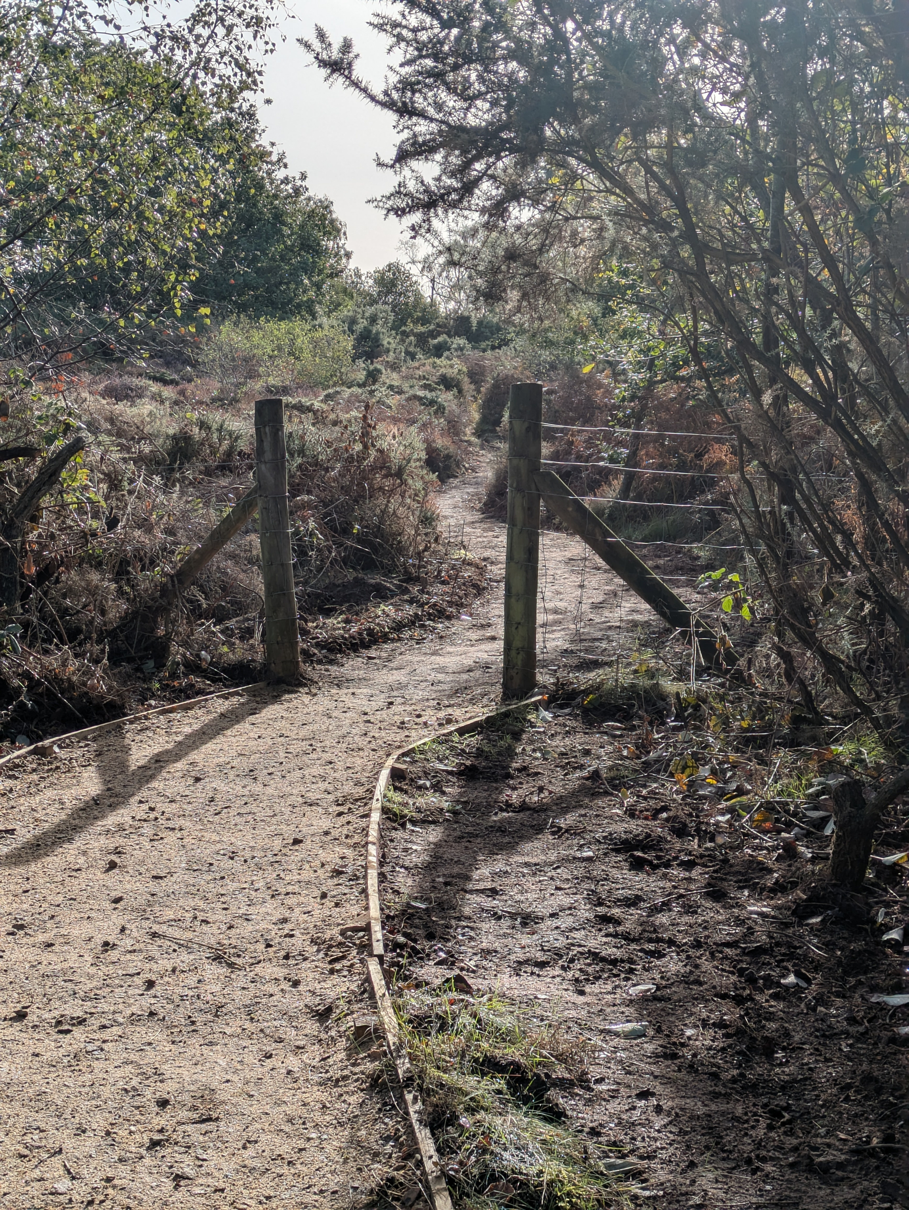 A sunlit dirt path winds through a wooded area, passing between two wooden posts with wire fencing on one side.