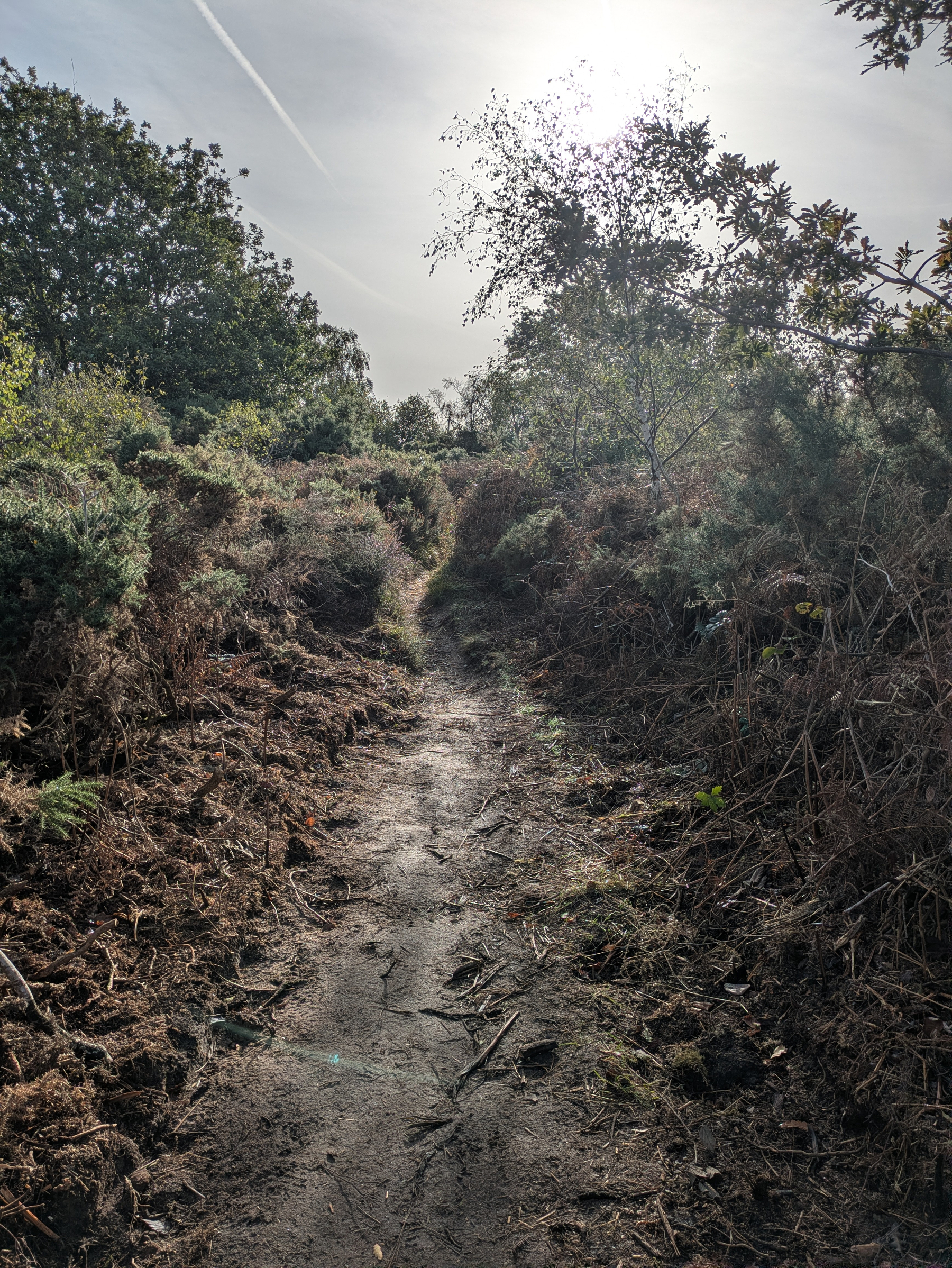 A sunlit dirt path winds through dense bushes and trees under a clear sky with a visible contrail.