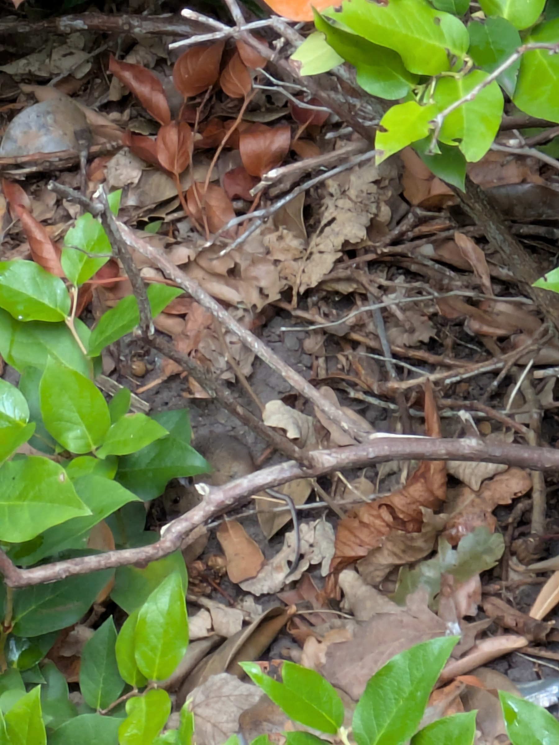 A collection of green leafy plants and dry brown leaves with branches scattered on the ground. A mouse is hiding. 