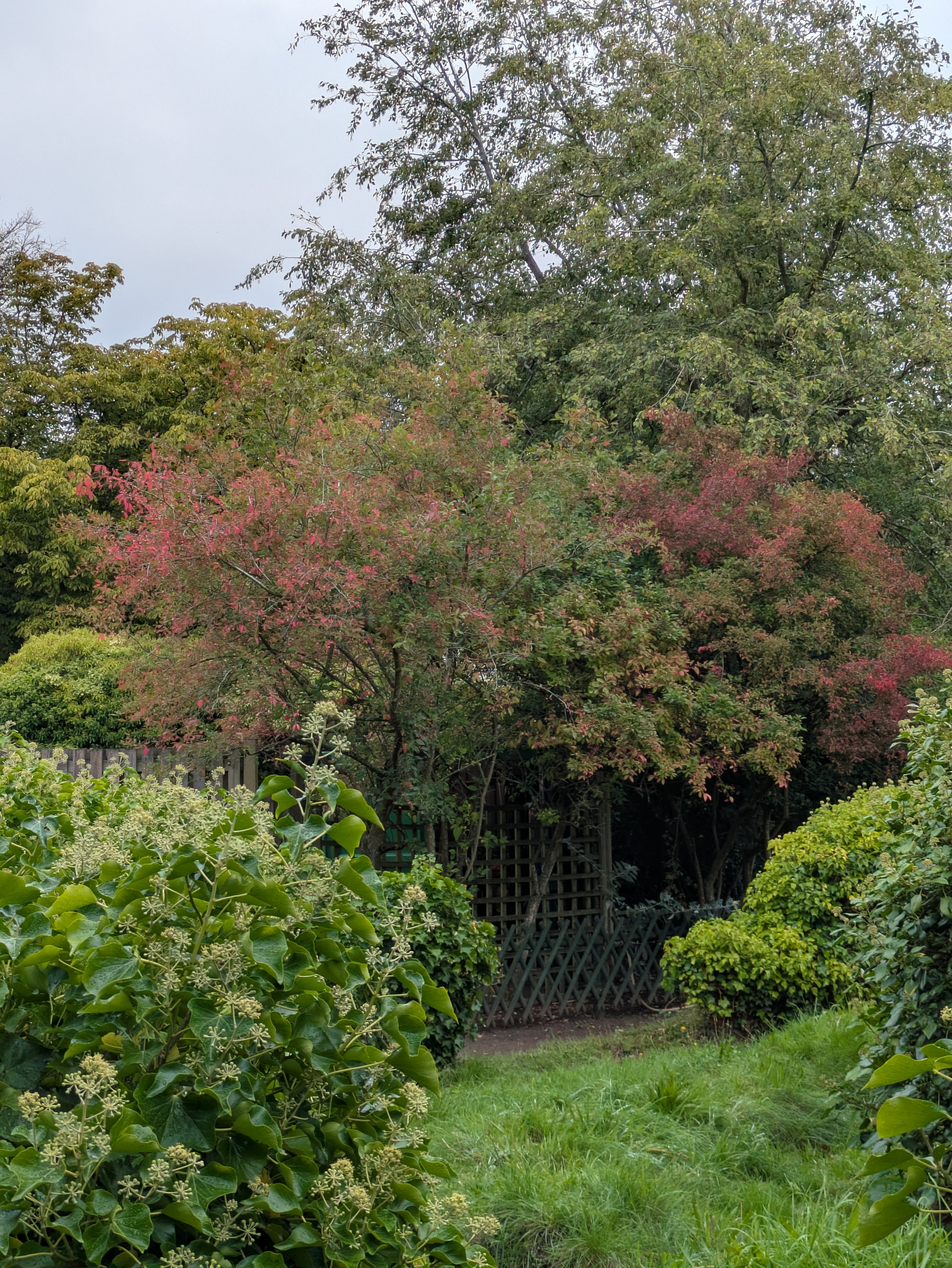 A lush garden pathway is surrounded by various green shrubs and trees, some with leaves turning reddish, under a cloudy sky.