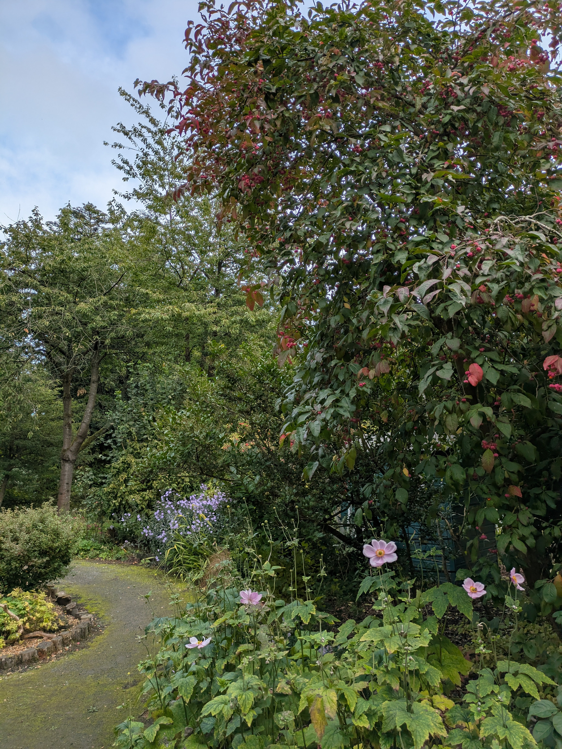 A winding garden path is surrounded by lush greenery, flowering plants, and a large tree with leaves showing hints of red.
