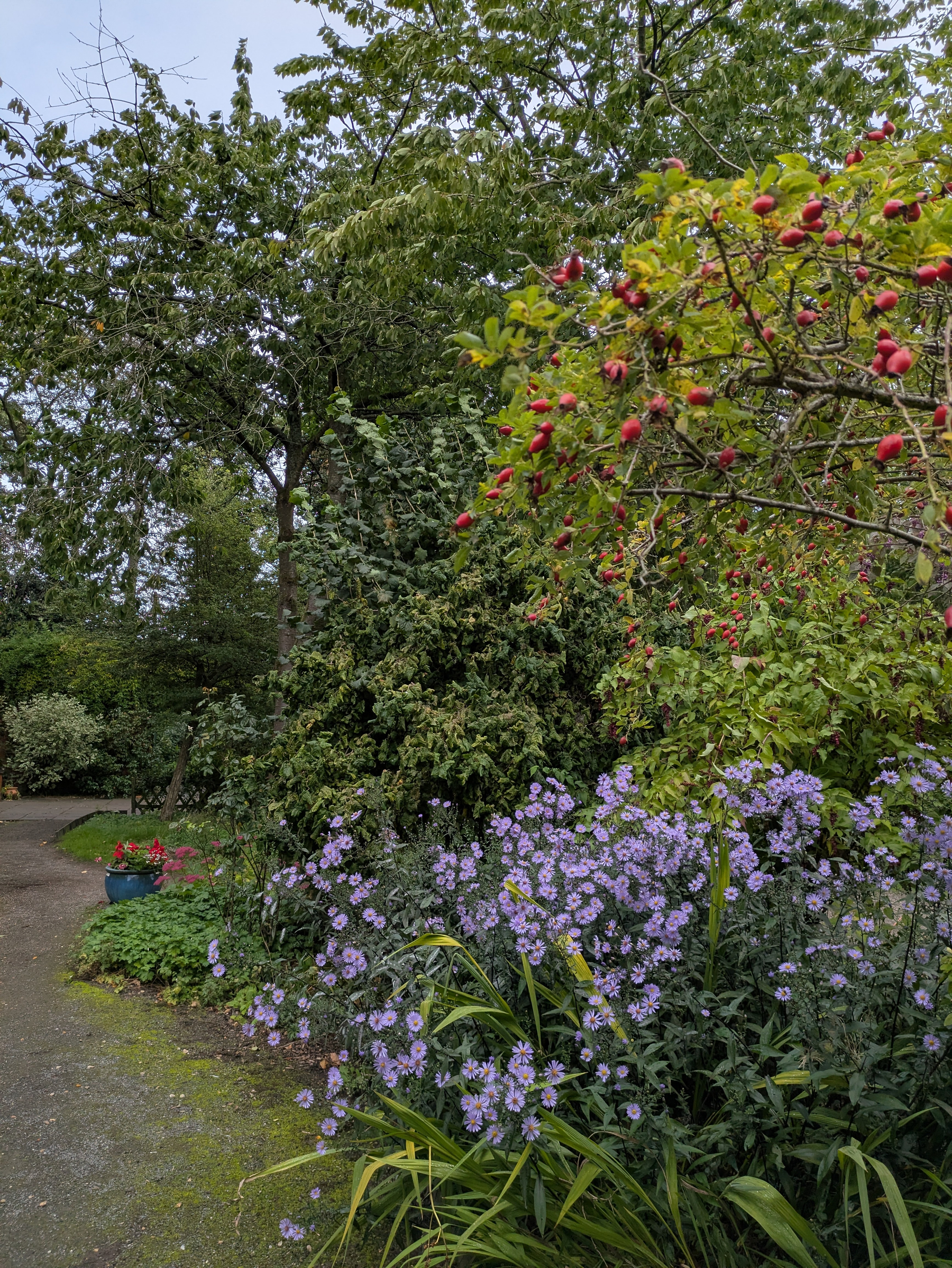A garden path is surrounded by lush greenery, purple flowers, and a tree bearing red fruit.