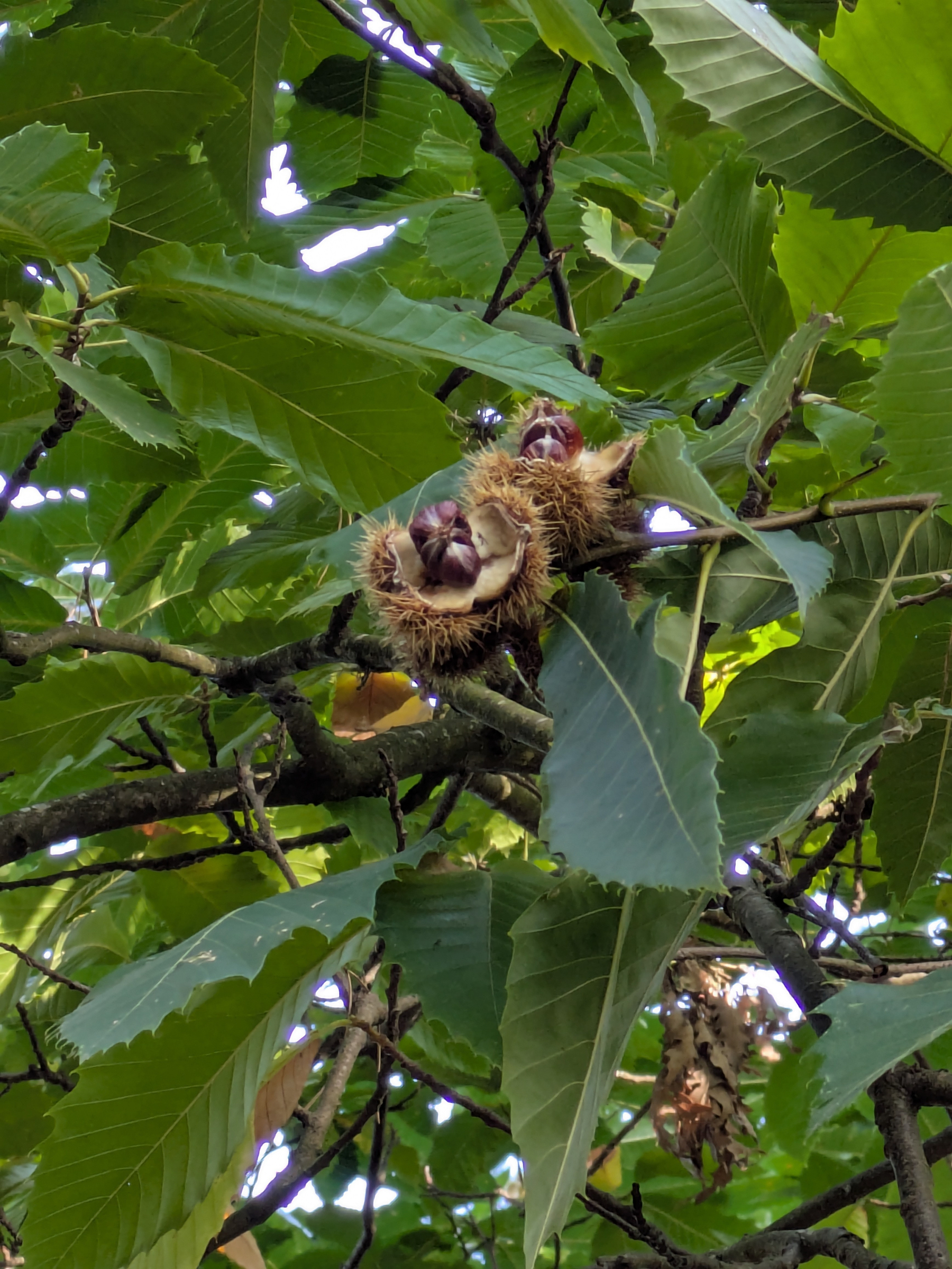 A spiky chestnut burr is split open on a tree branch, revealing several brown chestnuts inside surrounded by large green leaves.