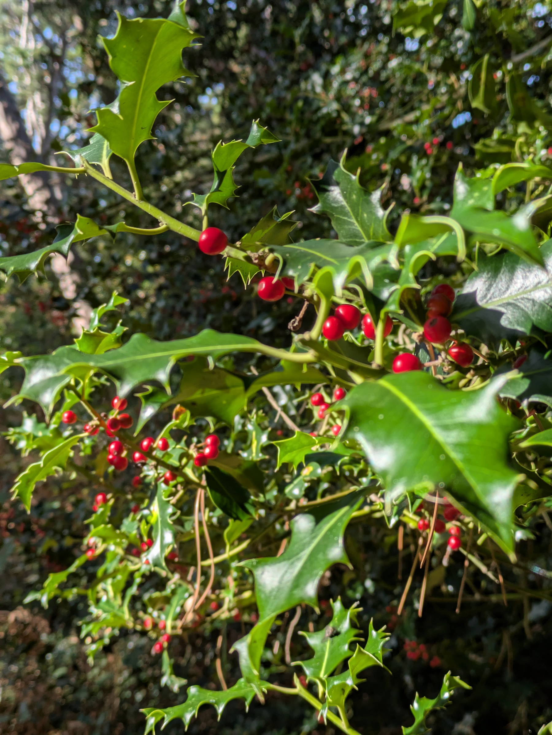 Green holly leaves with sharp points are adorned with clusters of bright red berries, set against a blurred natural background.