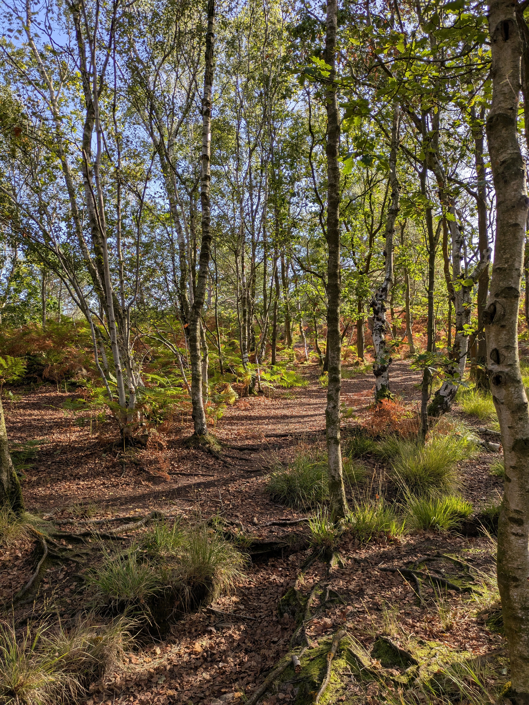 A sunlit forest clearing with slender trees, leafy undergrowth, and a dirt path winding through it.