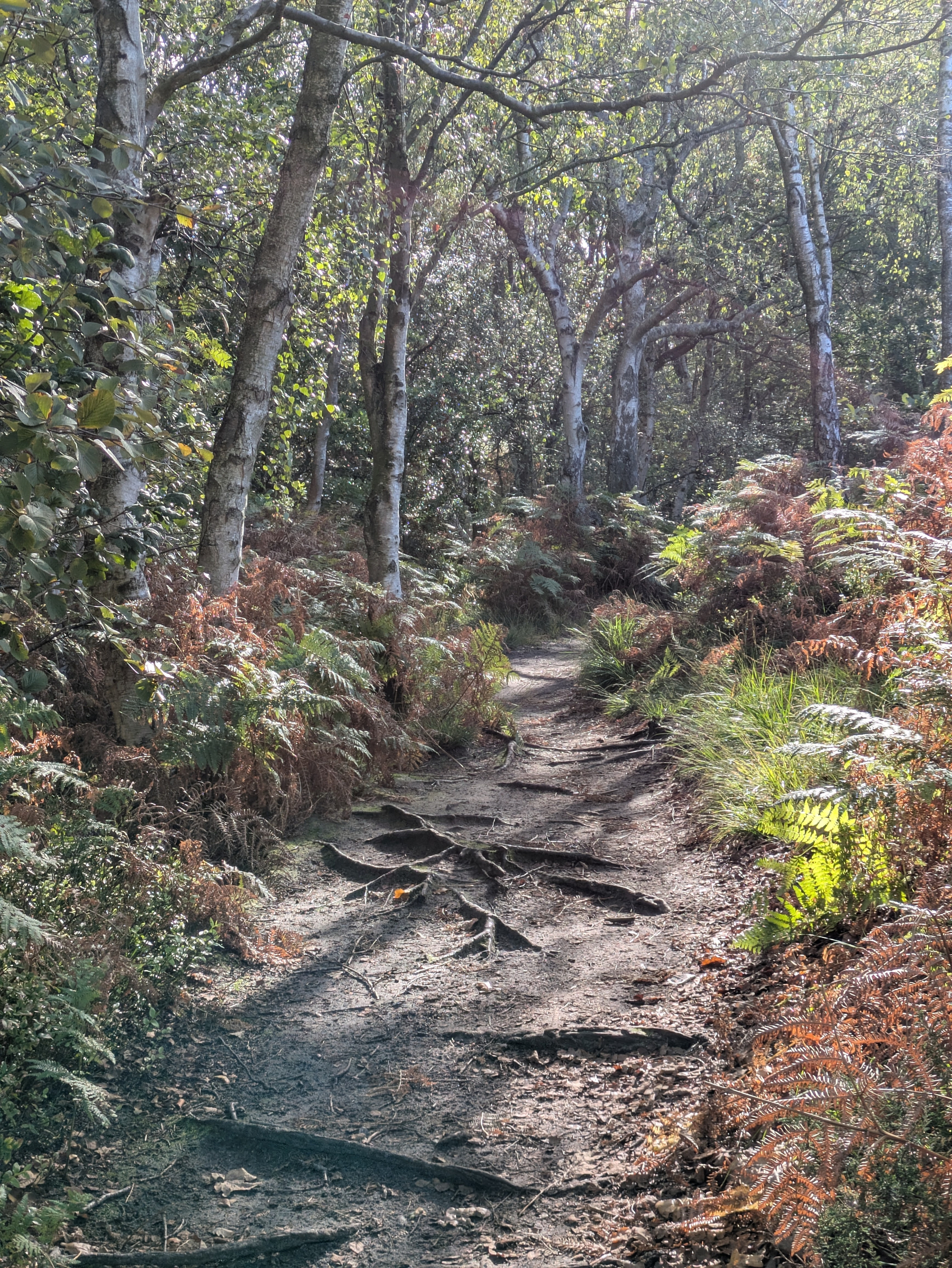 A sunlit forest path winds through trees and undergrowth with exposed roots and ferns on either side.