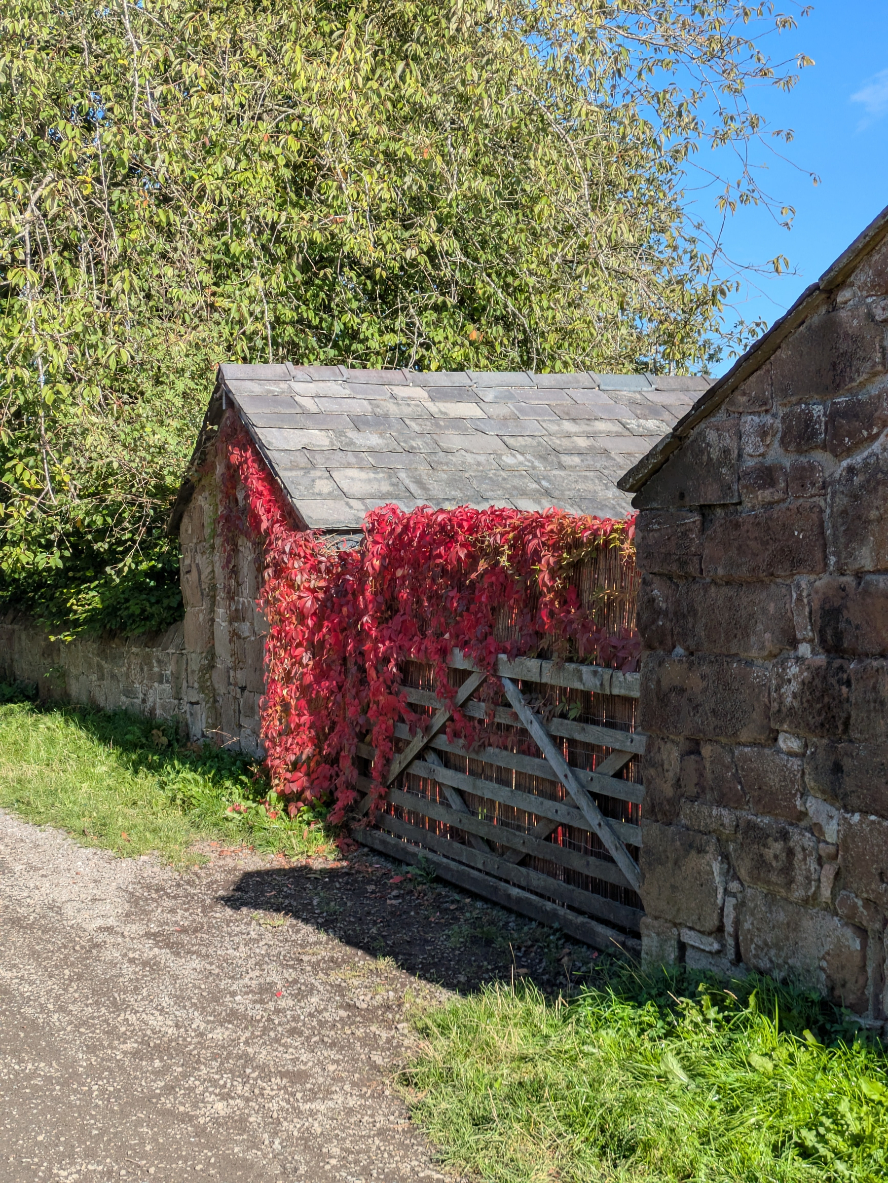 A rustic wooden gate covered with vibrant red vines stands between stone buildings under a clear blue sky.