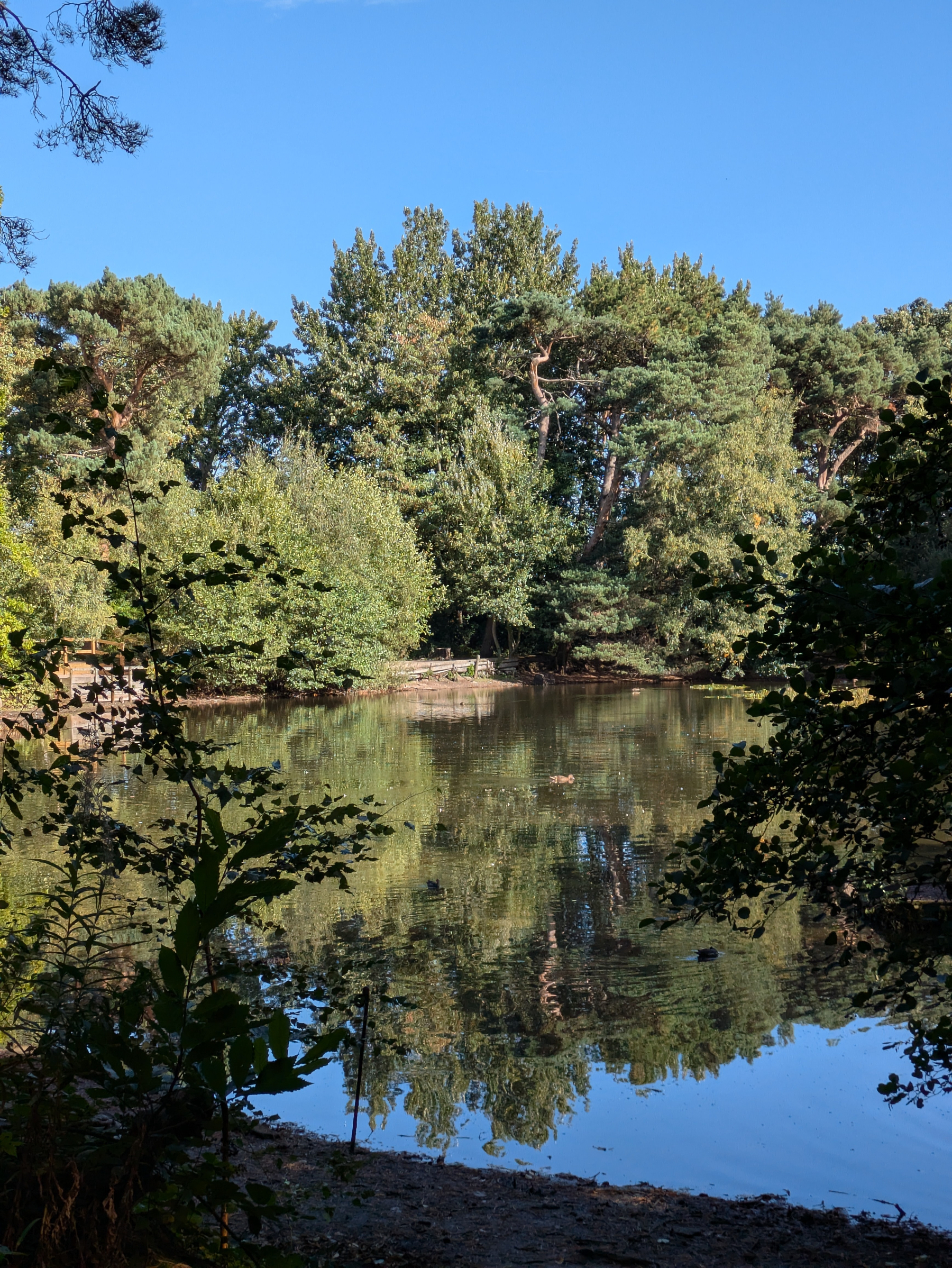 A tranquil pond surrounded by lush green trees reflects the clear blue sky above.
