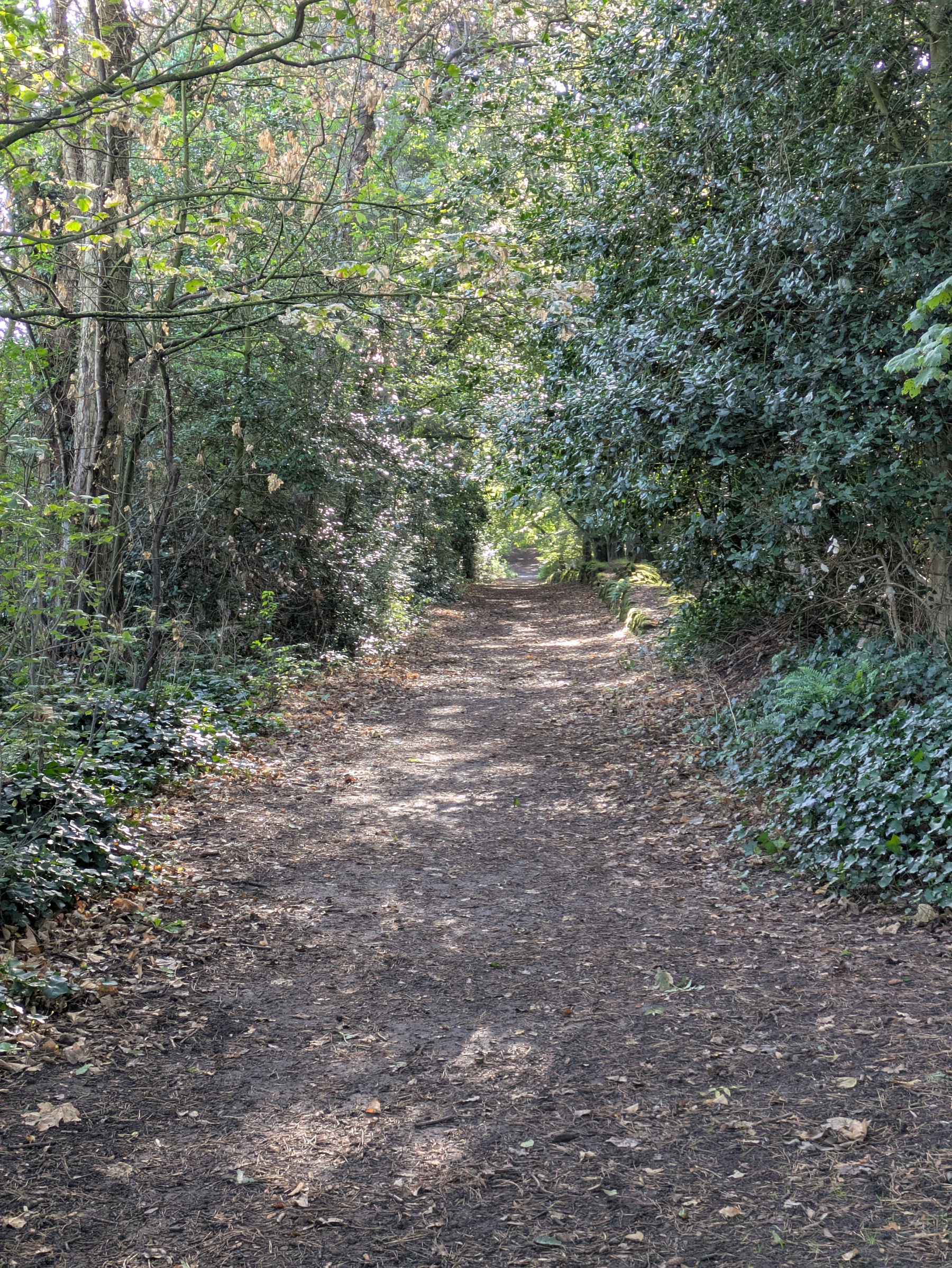 A sunlit dirt path winds through a dense forest with lush green foliage on either side.