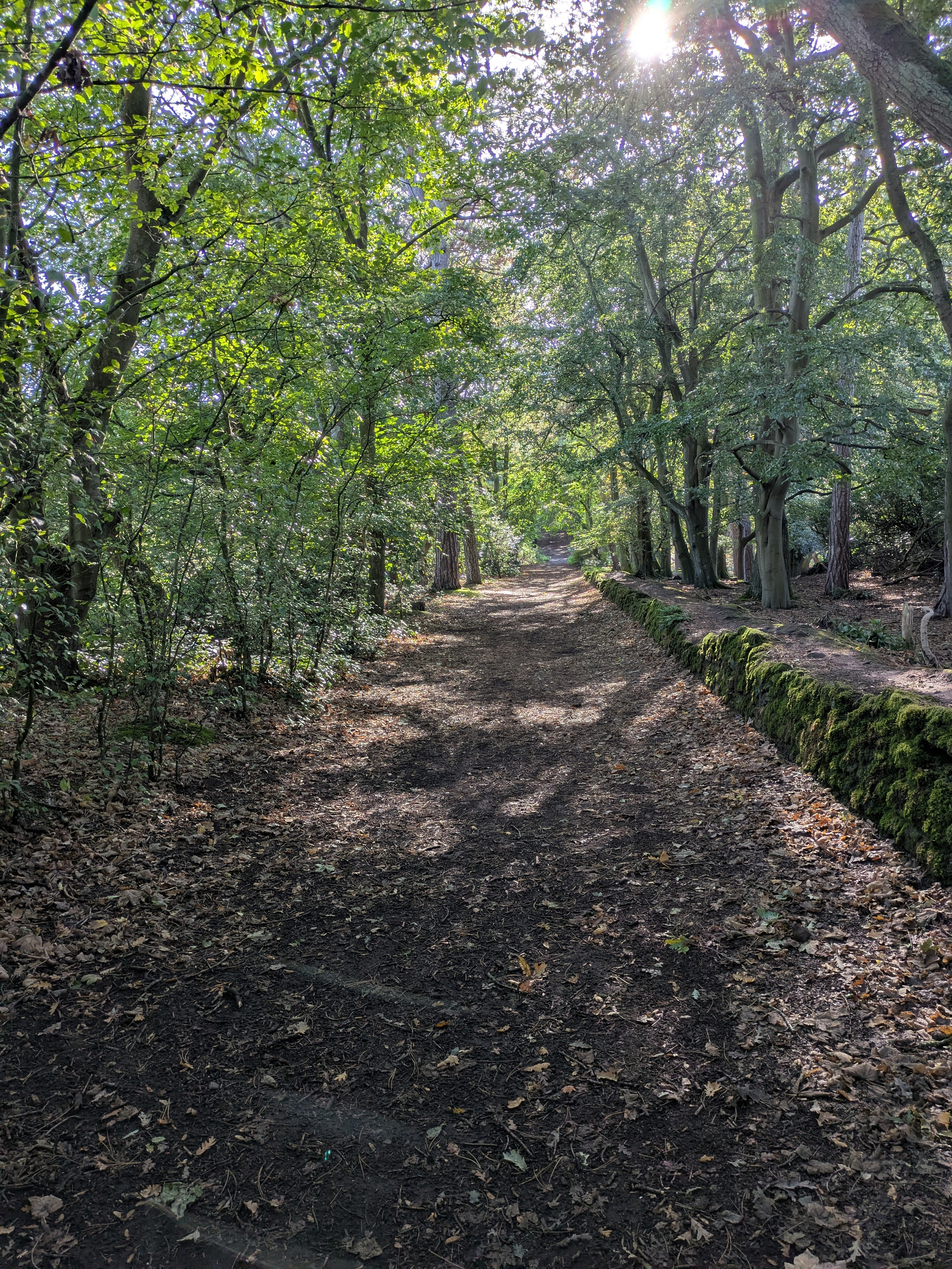 A sunlit dirt path covered with fallen leaves winds through a dense, green forest with trees casting shadows on the ground.