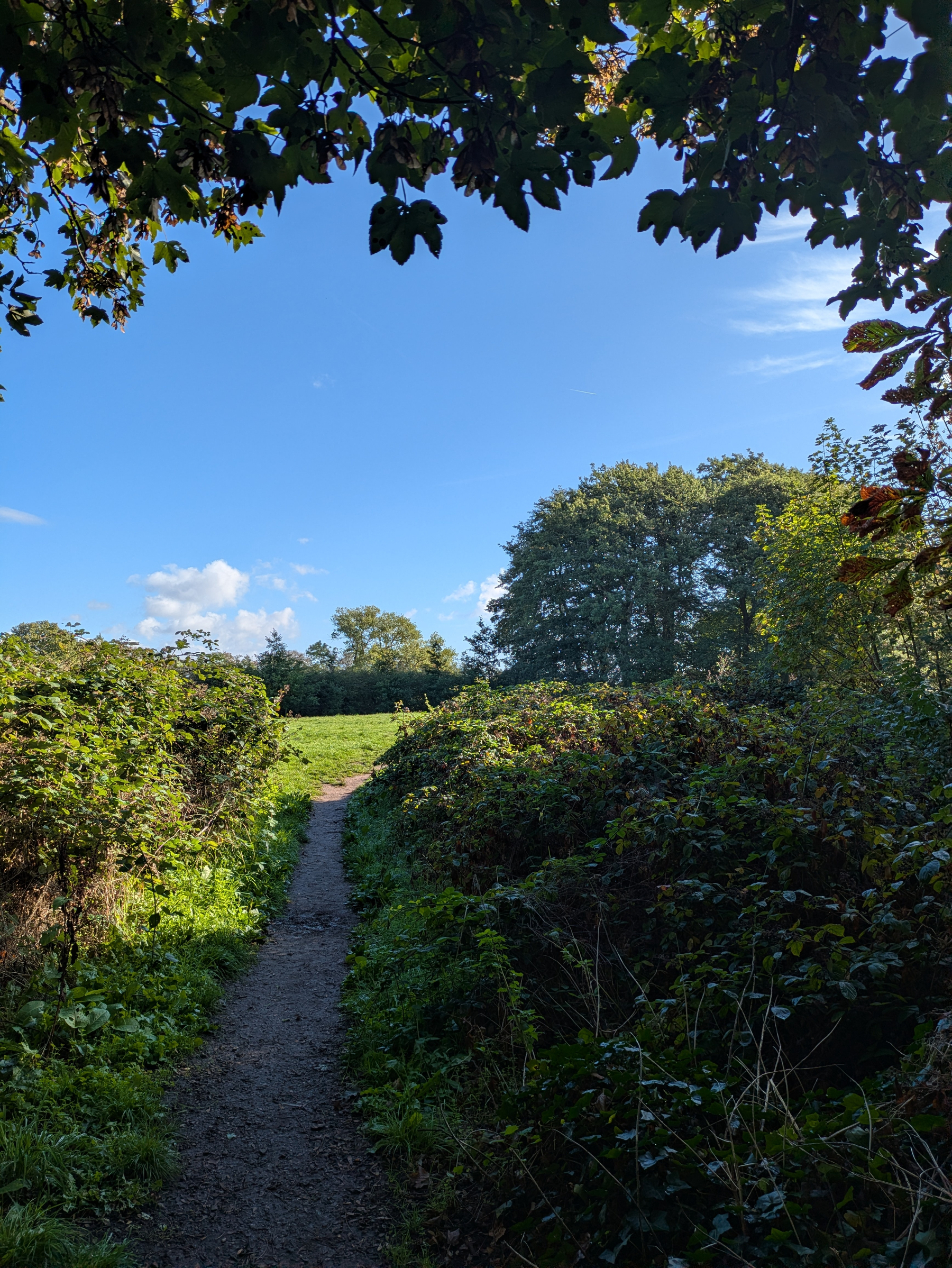 A narrow dirt path winds through dense greenery under a bright blue sky with scattered clouds.