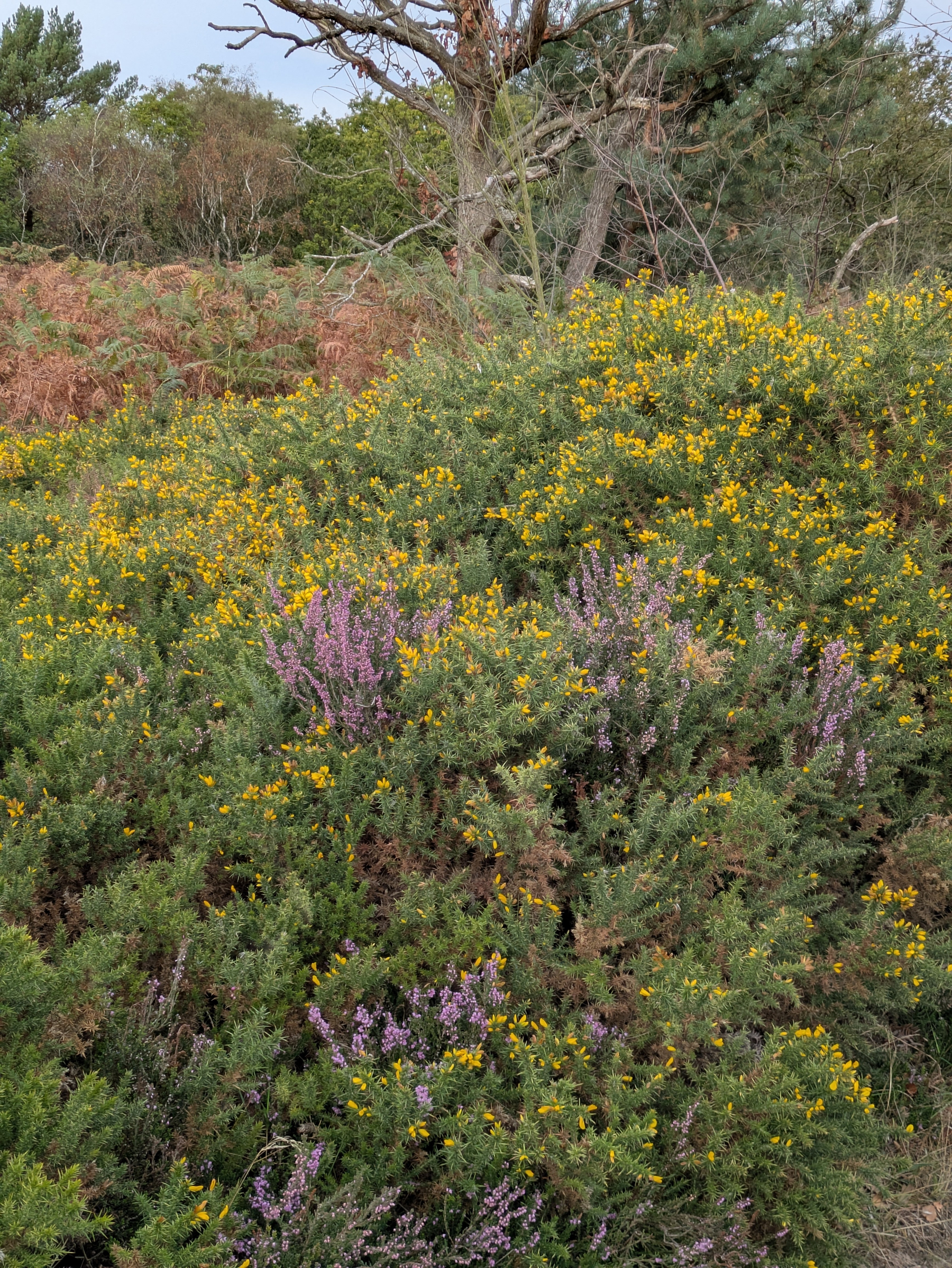 A dense shrubbery covered with yellow and purple flowers grows in front of a backdrop of trees and dry foliage.