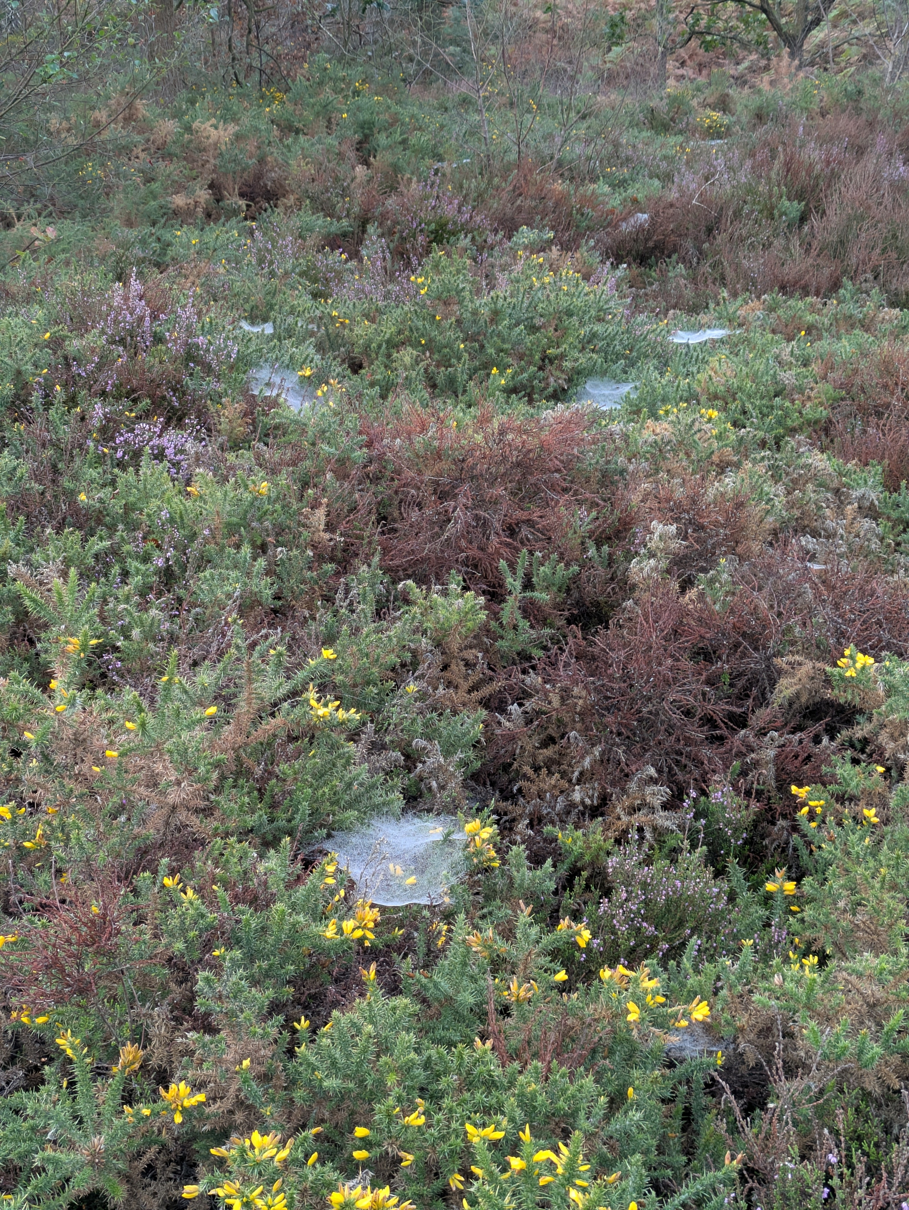A dense ground cover of various shrubs and small yellow flowers is interspersed with several dewy spider webs stretched among the plants.