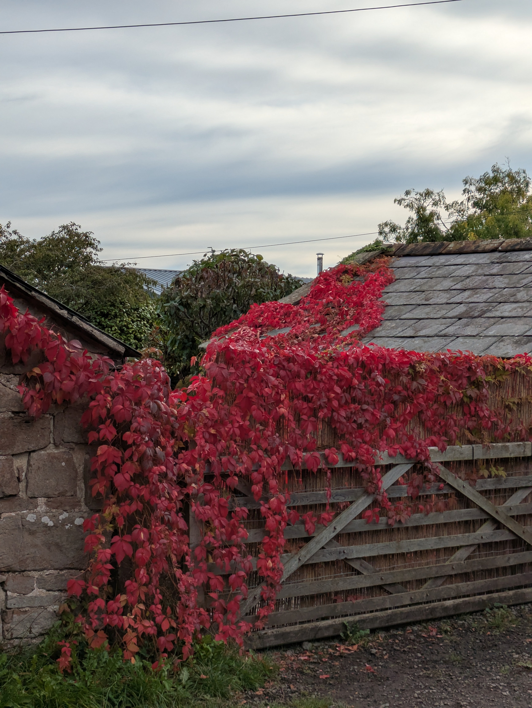 Red Virginia creeper climbs over a wooden gate and stone wall under a cloudy sky.