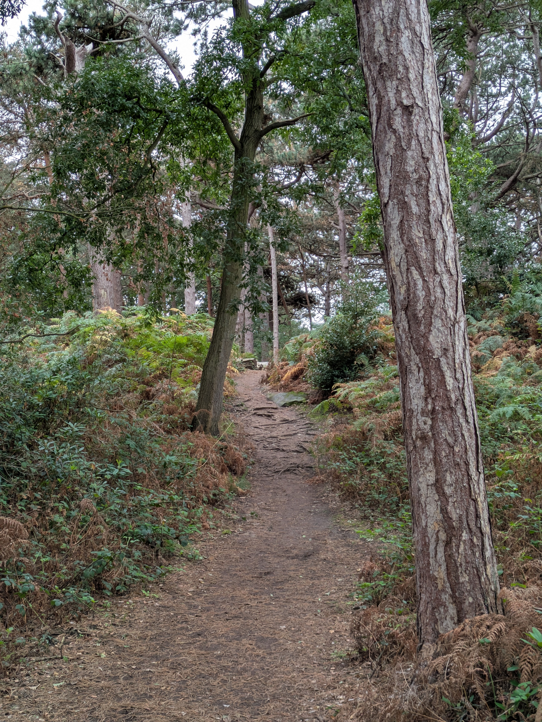 A narrow dirt path winds through a forest filled with tall trees and dense green foliage.