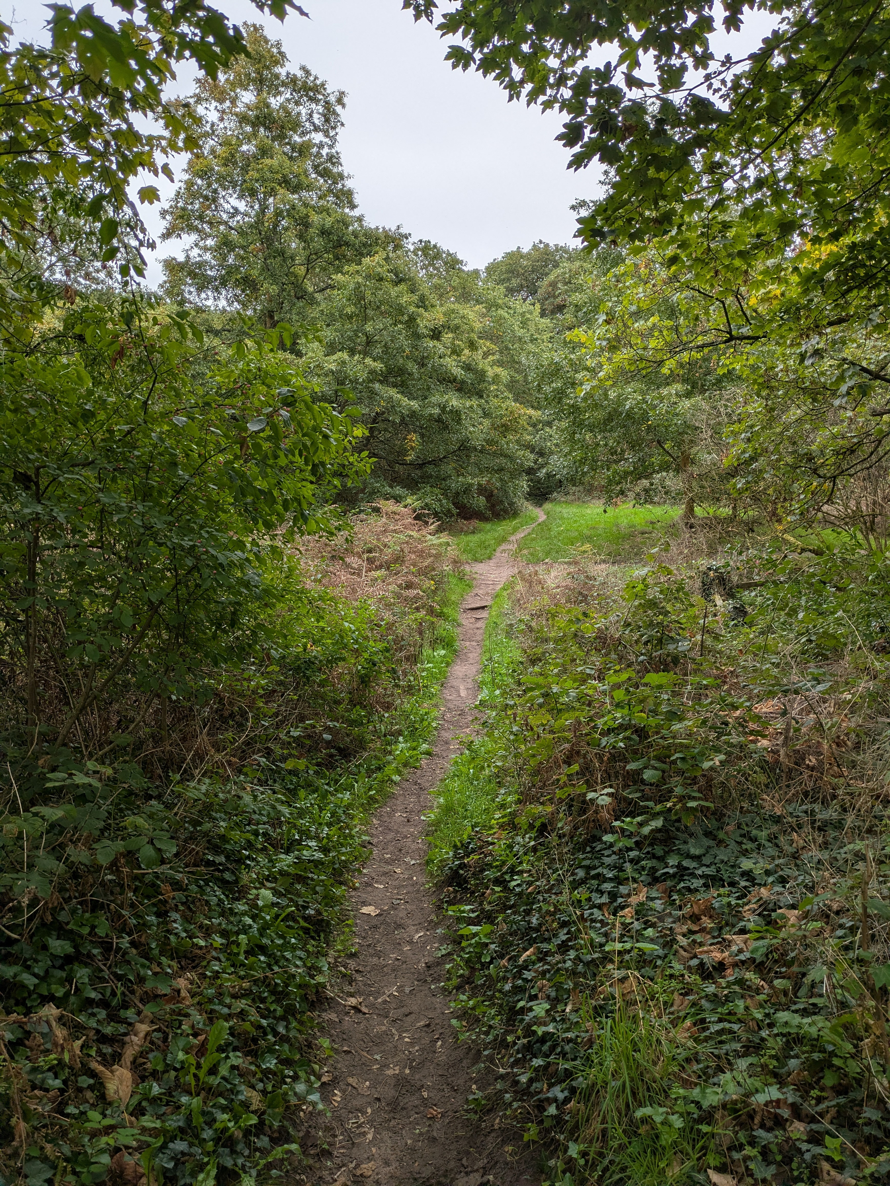 A narrow dirt path winds through a lush, green forest with dense foliage and trees surrounding it.