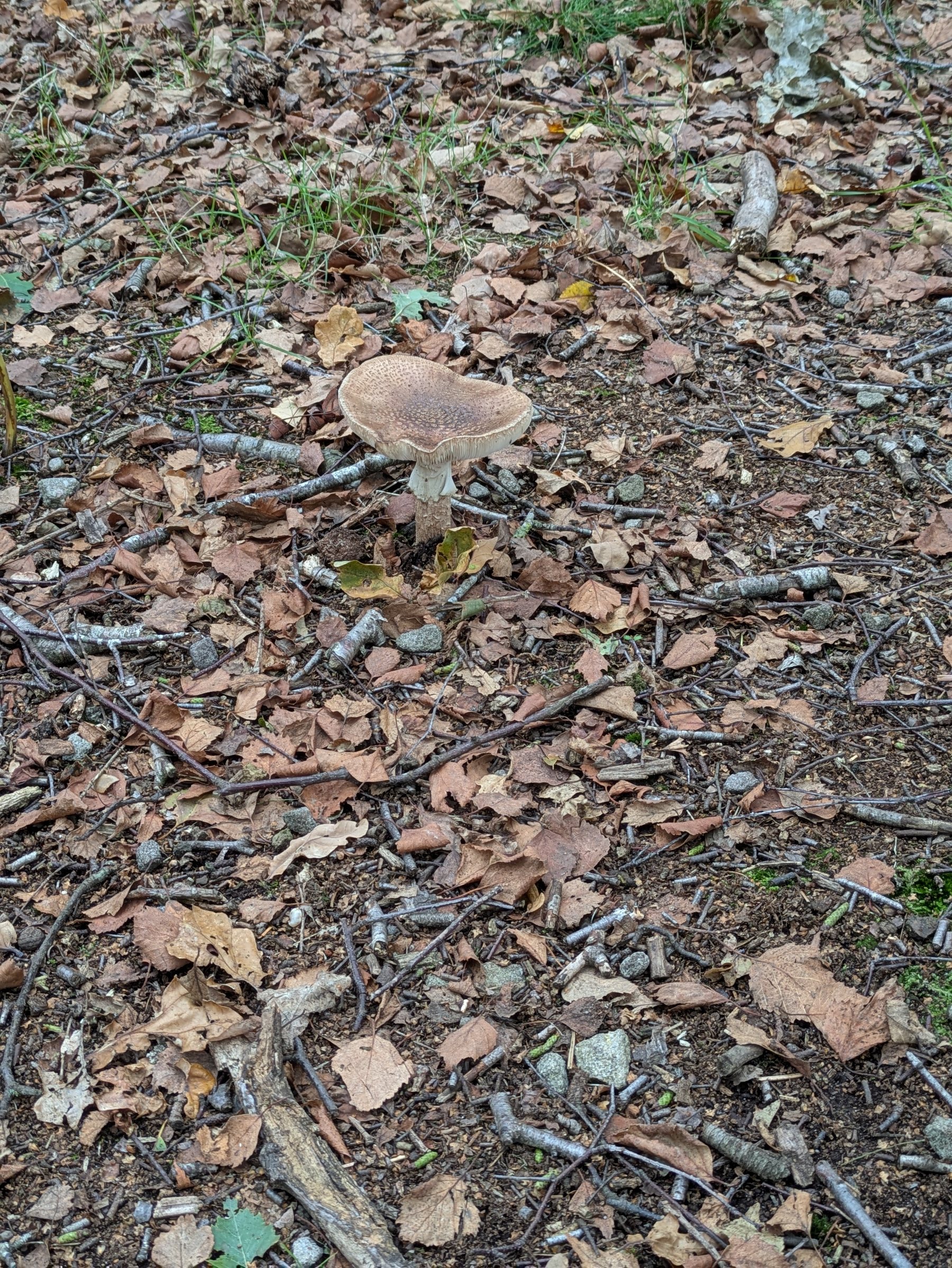 A single brown mushroom is growing amidst dry leaves and small twigs scattered on the forest floor.