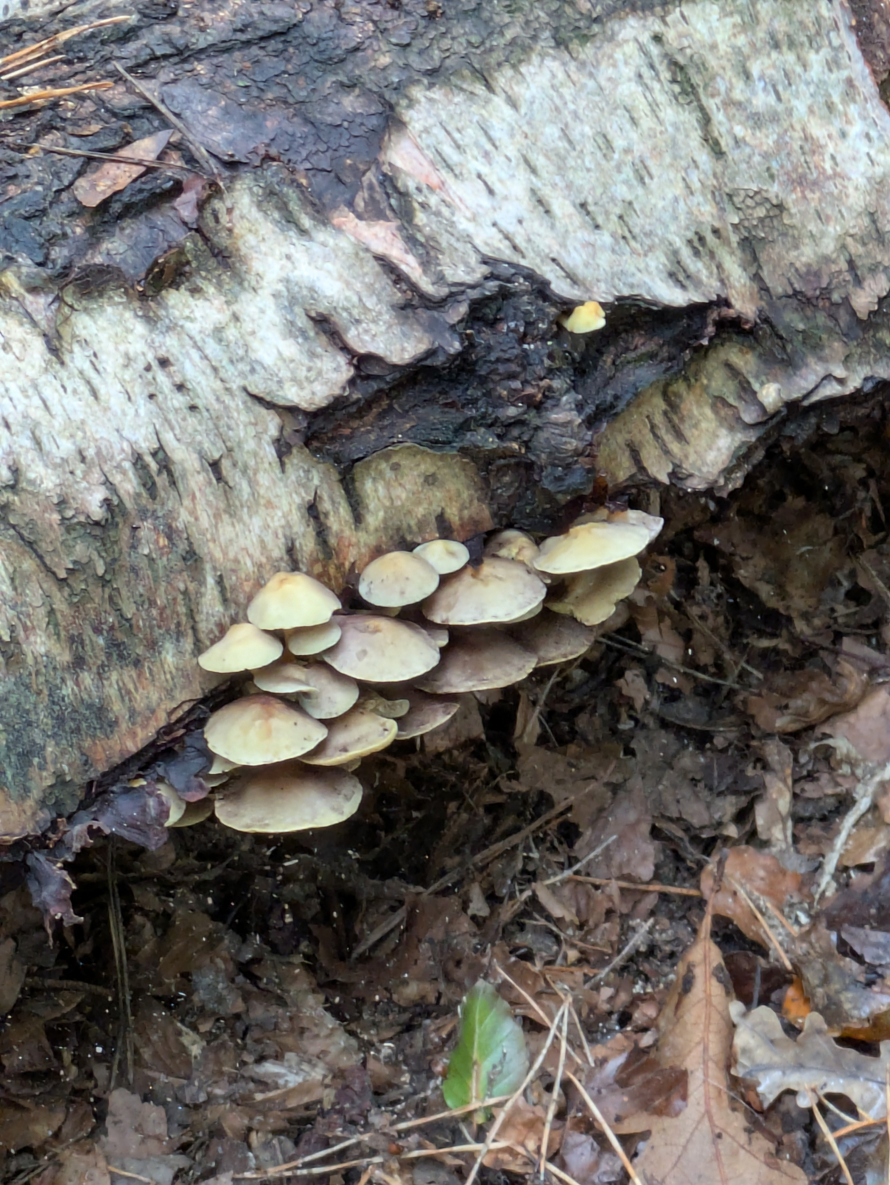 A cluster of small mushrooms is growing on the side of a decaying tree trunk surrounded by leaf litter on the forest floor.