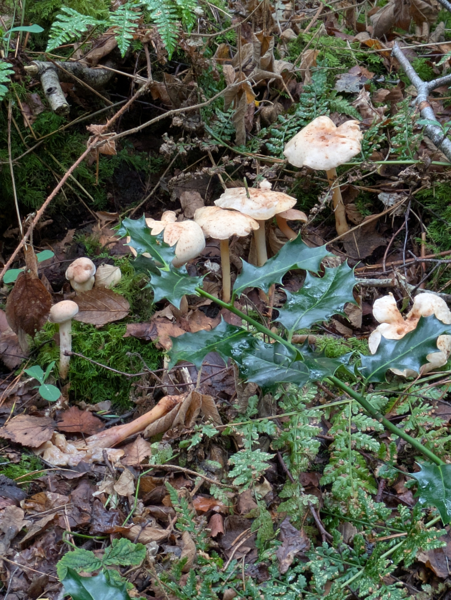 Several pale mushrooms are growing on a forest floor covered with leaves, moss, and green ferns.