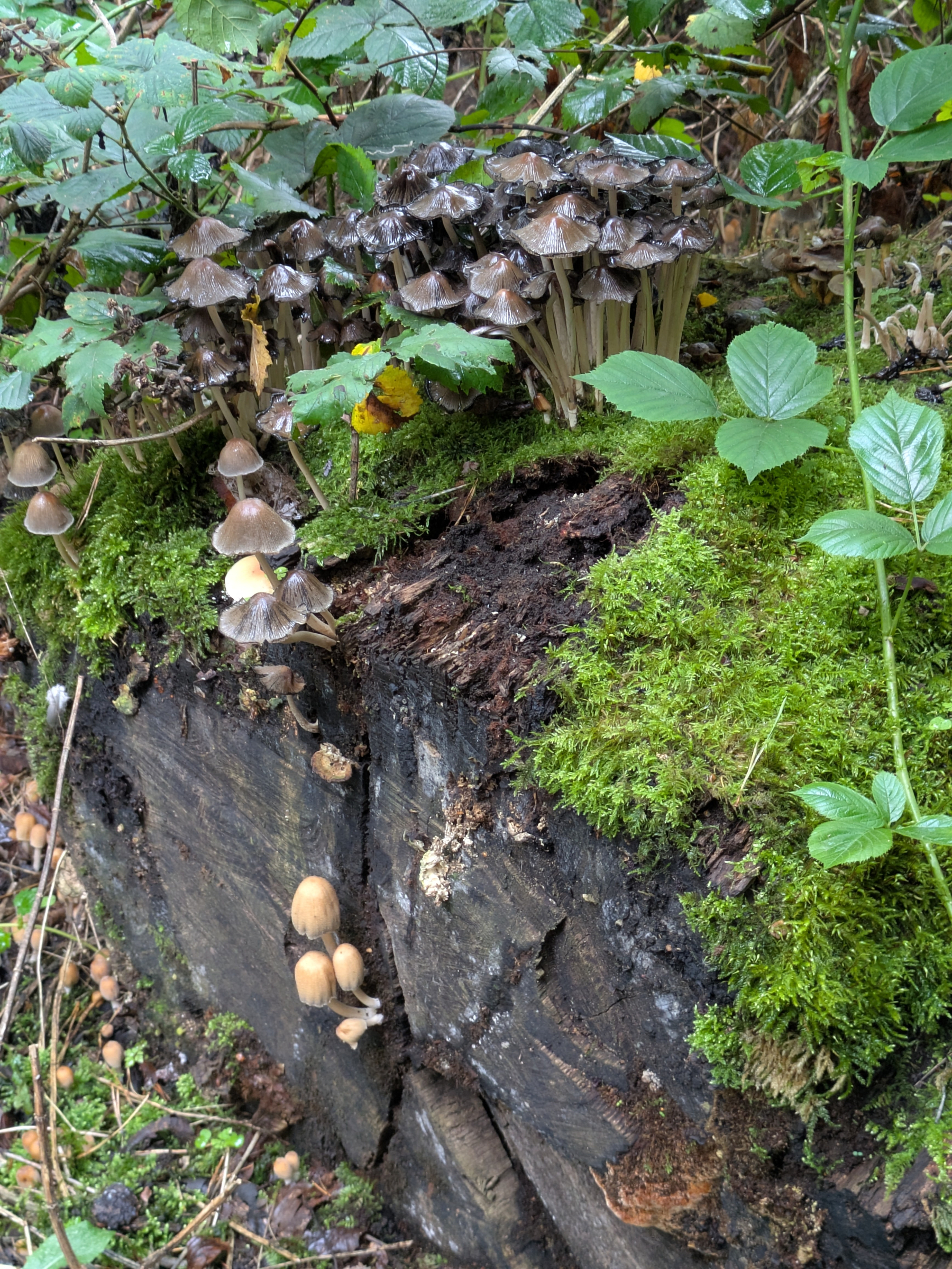 A cluster of mushrooms growing on and around a moss-covered old tree stump in a forest setting.
