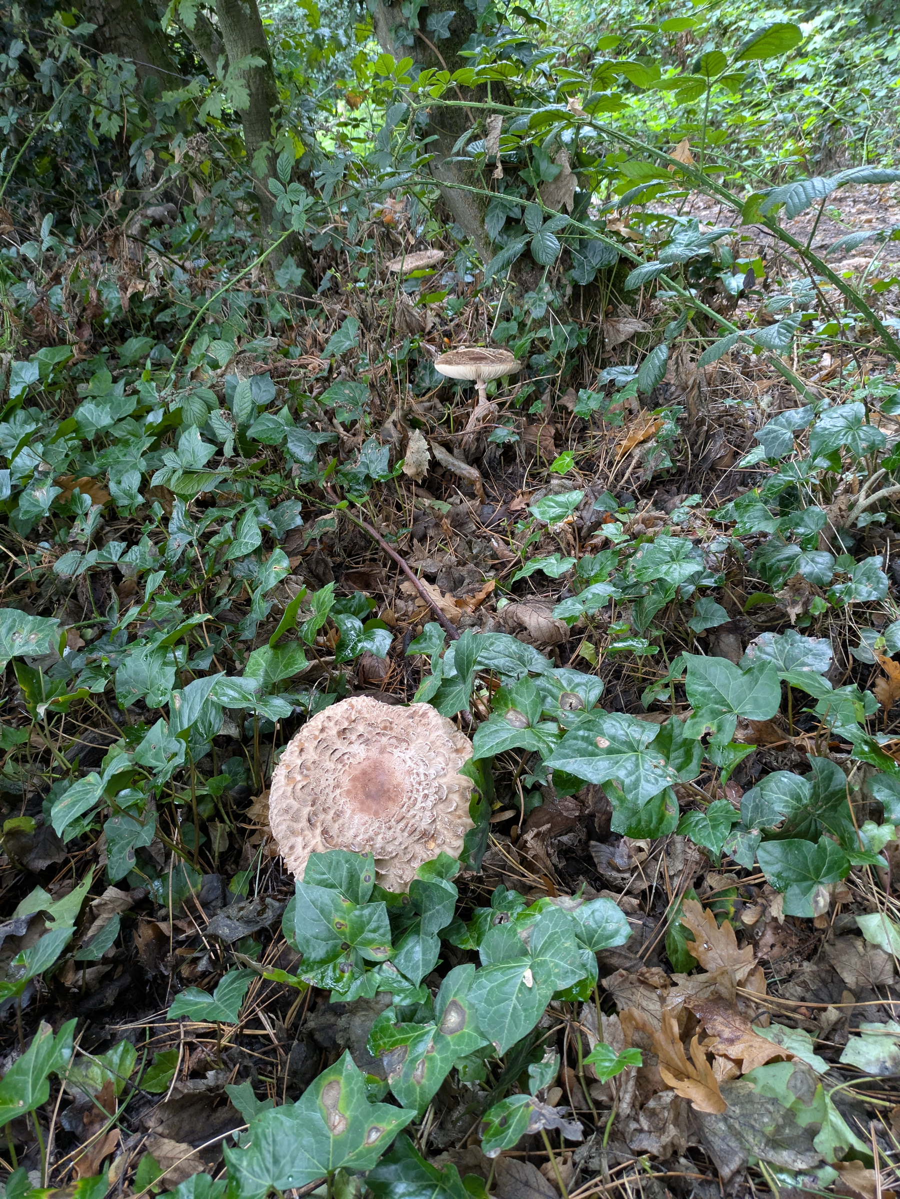 A forest floor covered with green ivy and dry leaves, featuring two large mushrooms growing among the vegetation.