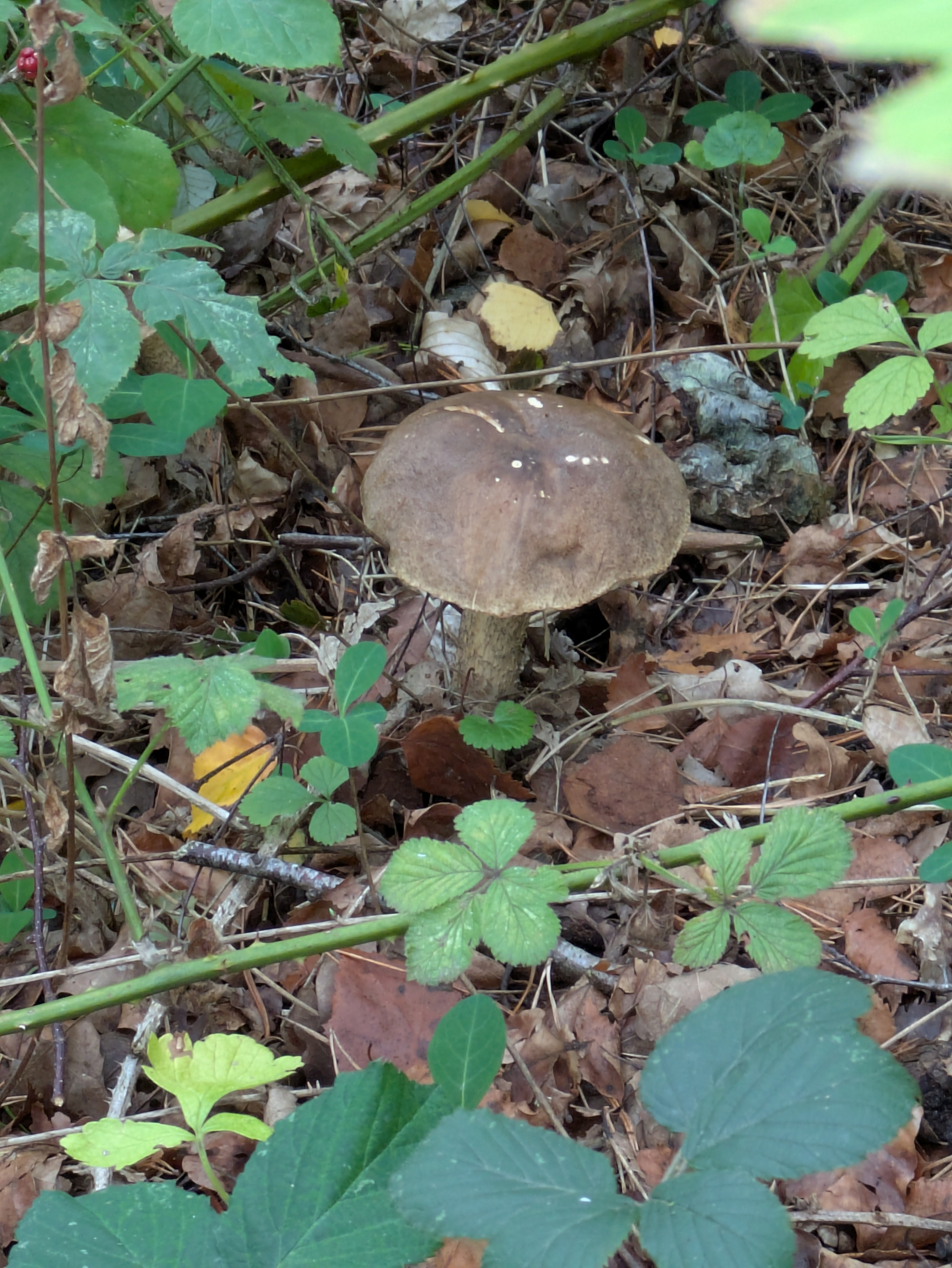 A single brown mushroom is growing among green leaves, dry twigs, and fallen leaves on the forest floor.