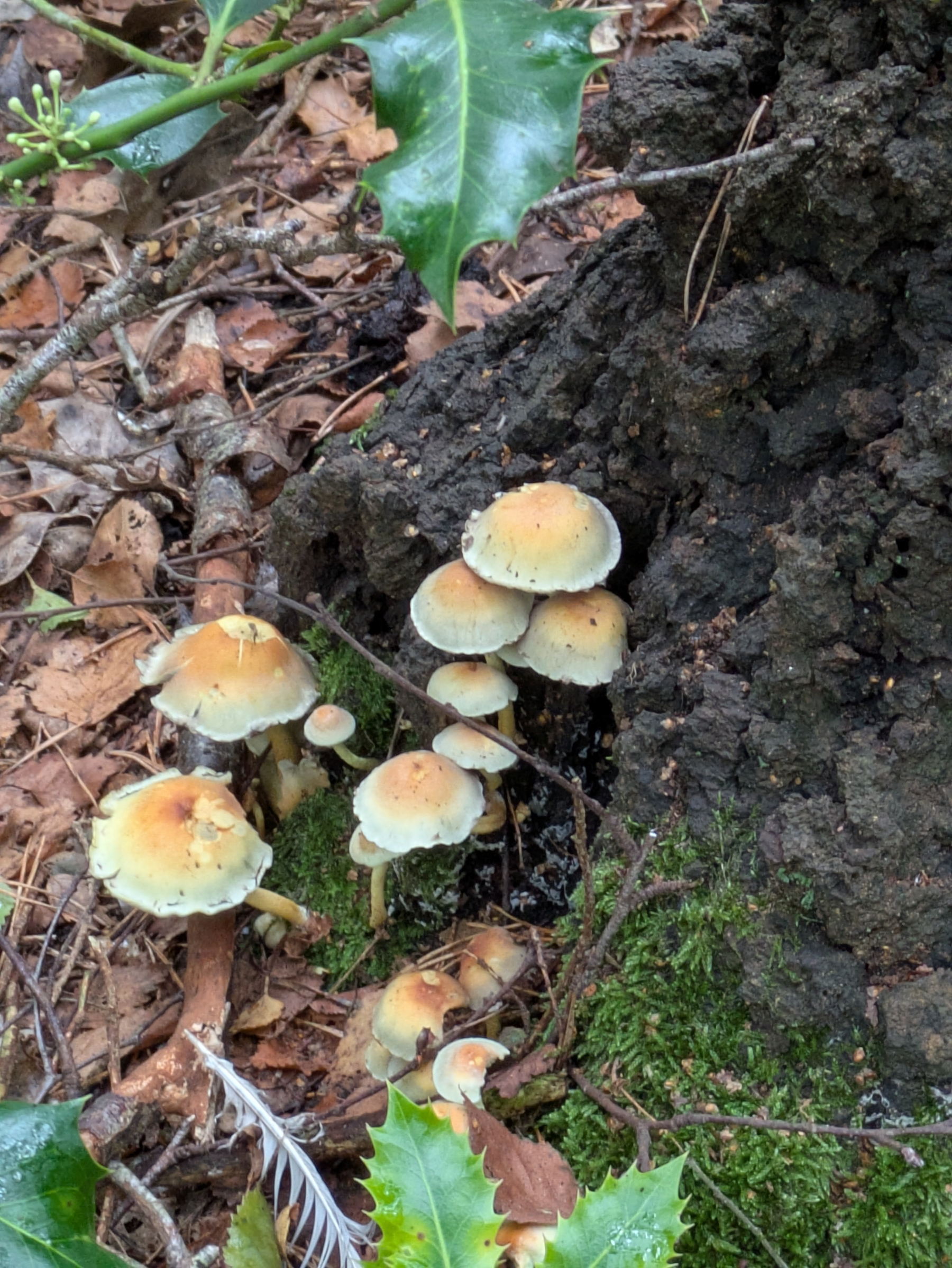 A cluster of orange and white mushrooms is growing at the base of a tree surrounded by fallen leaves, twigs, moss, and green holly leaves.