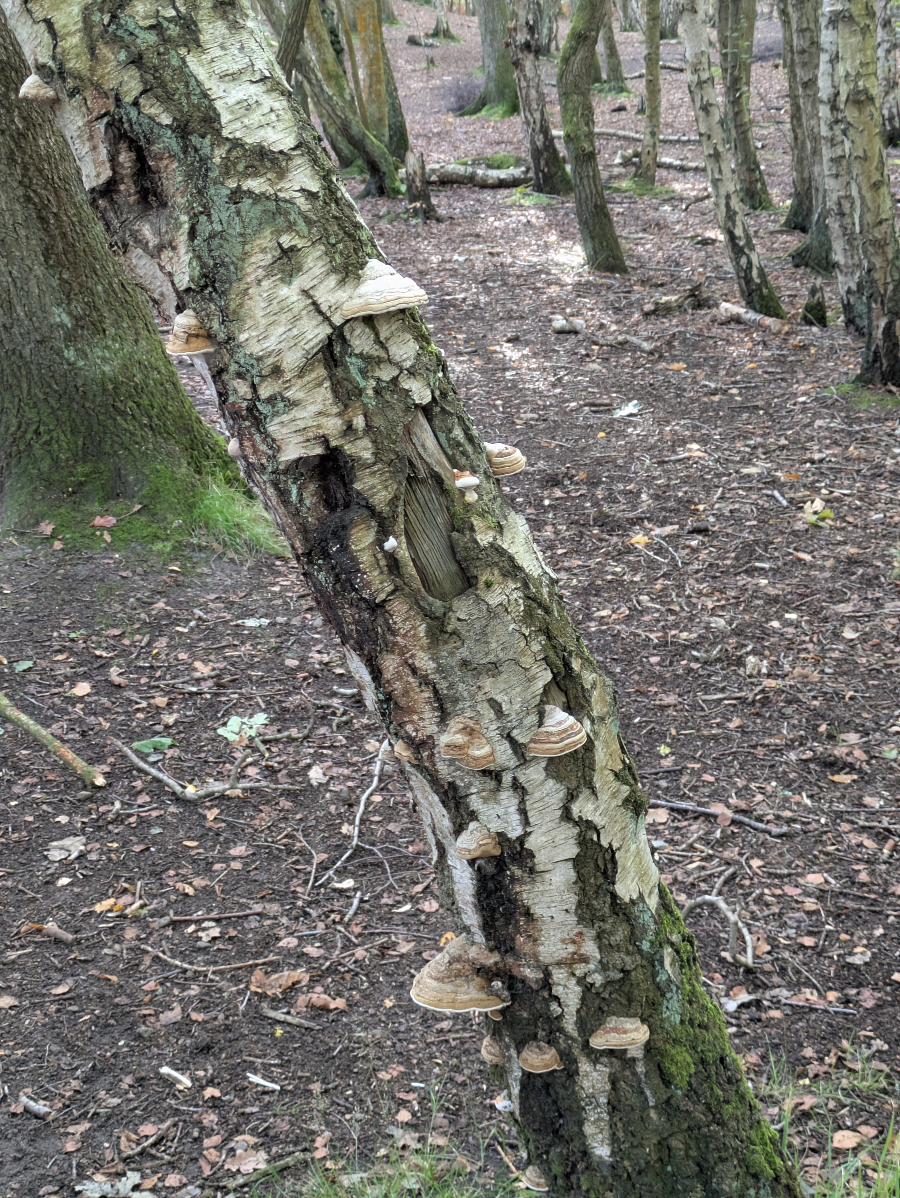 A bent tree trunk in a forest is covered with bracket fungi growing along its rough and patchy bark.