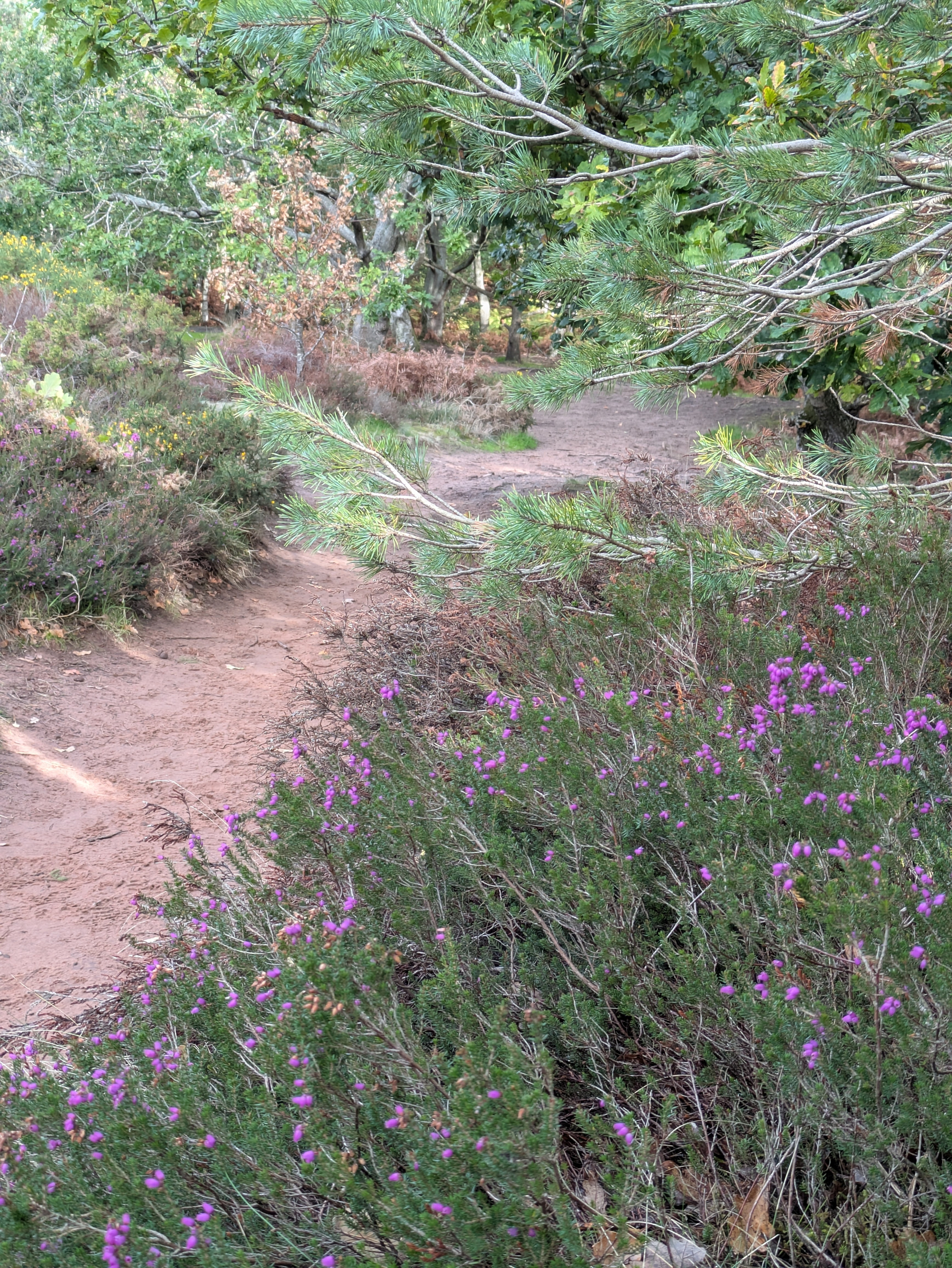 A dirt path winds through a dense area of green bushes and trees, with patches of purple flowers in the foreground.
